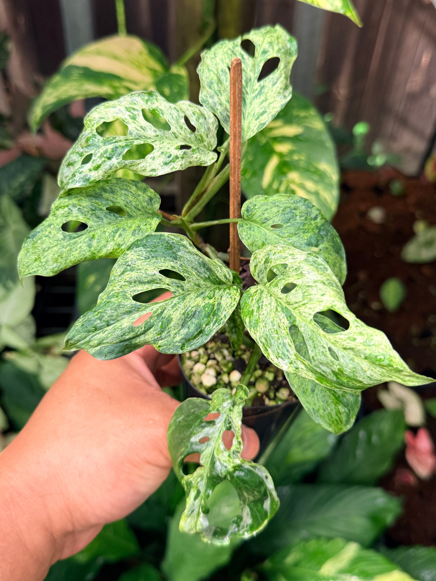 Monstera adansonii 'Mottled Mint' N58