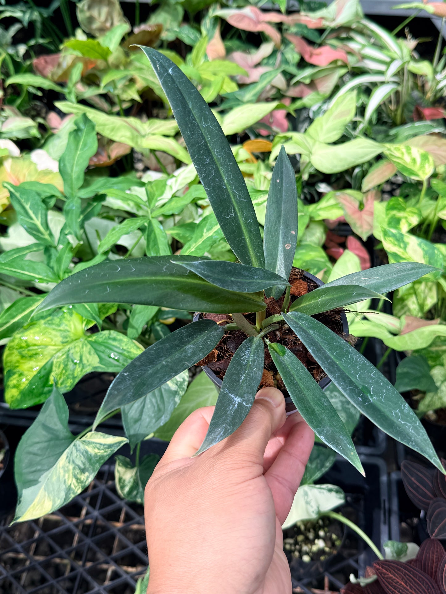 Philodendron linnaei N68