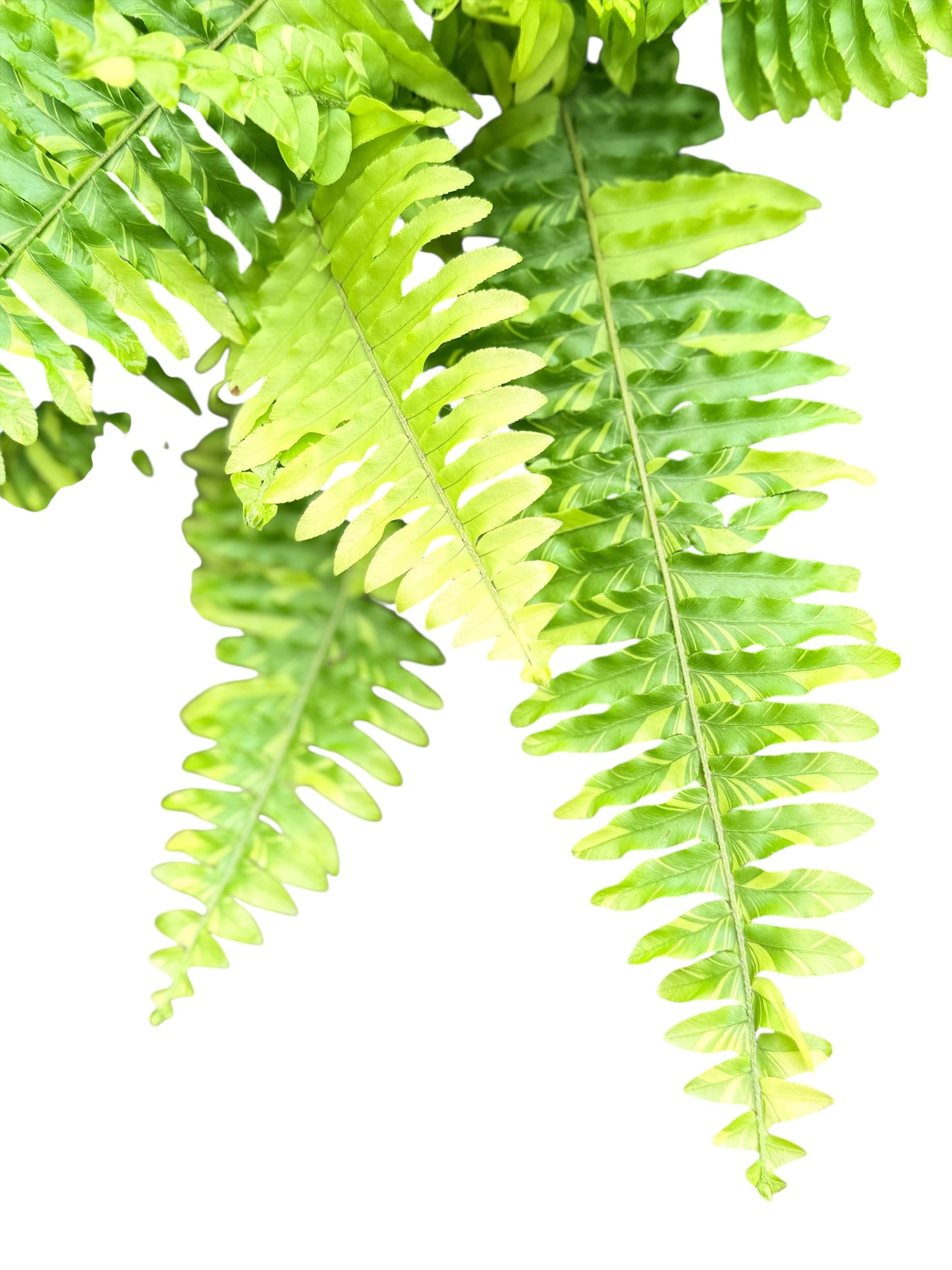 Nephrolepis exaltata 'Variegated Tiger Fern' - Best Pick of the Crop!