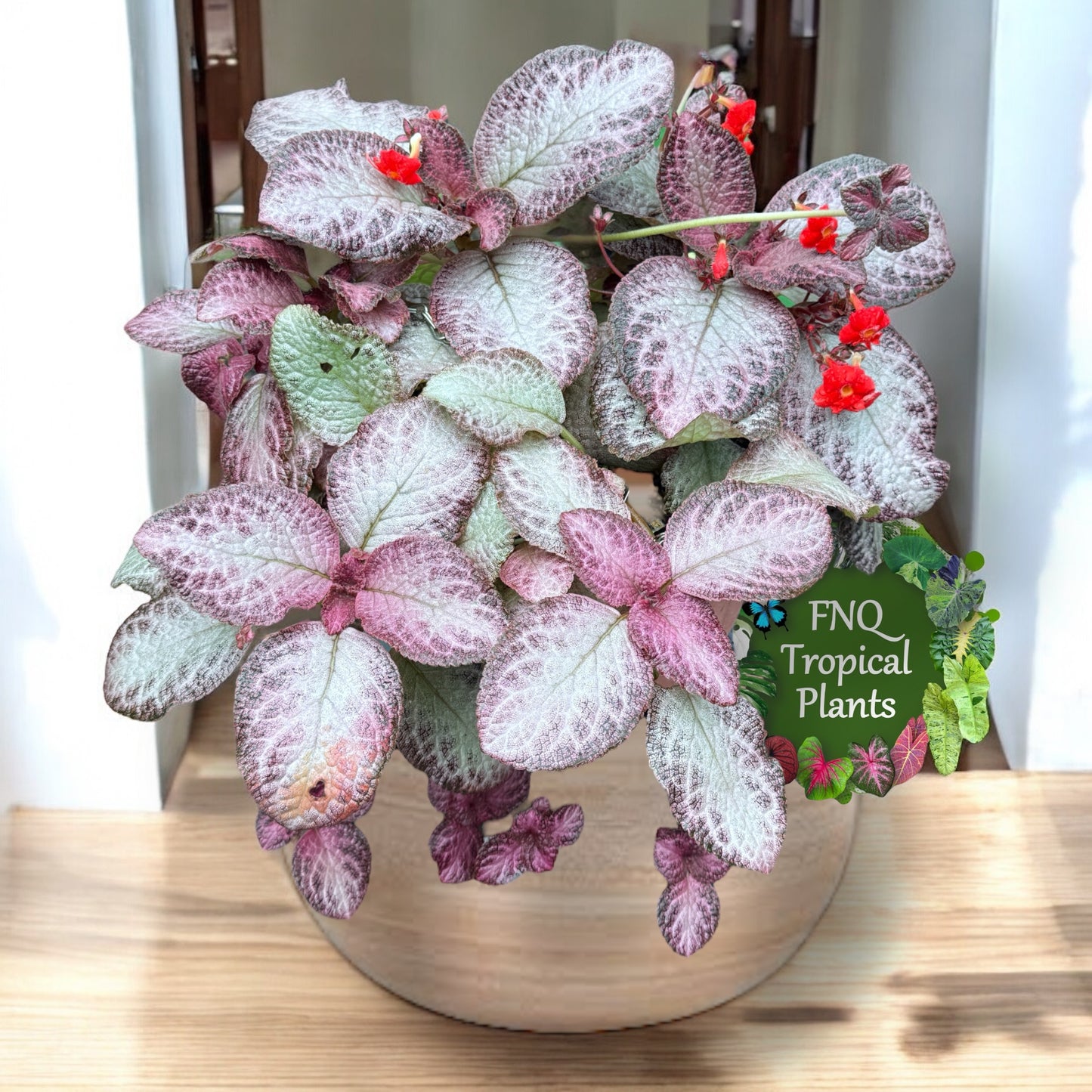 Episcia Cleopatra P57