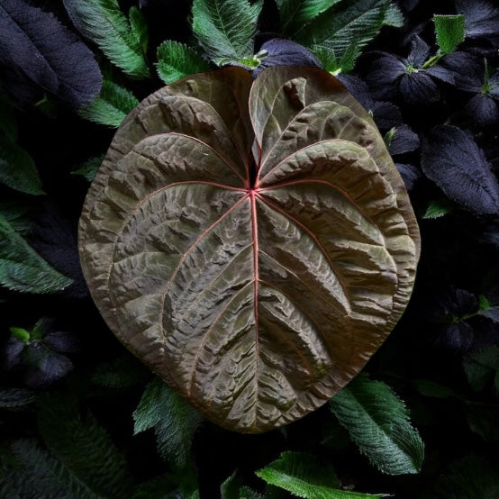Anthurium hoffmannii Red Sinus aka Blood Moon P75
