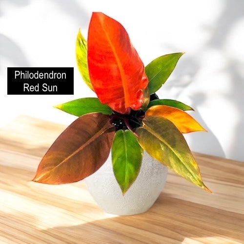 Philodendron Red Sun (75mm Pot)