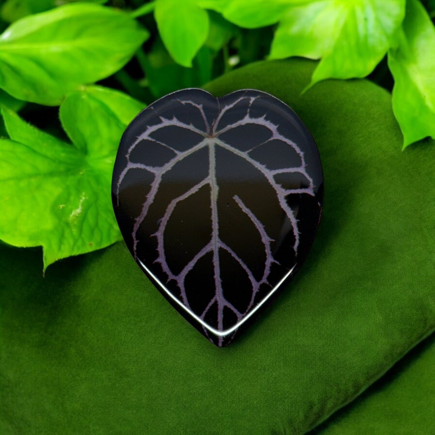 Anthurium Carlablackiae Acrylic Fridge Magnets