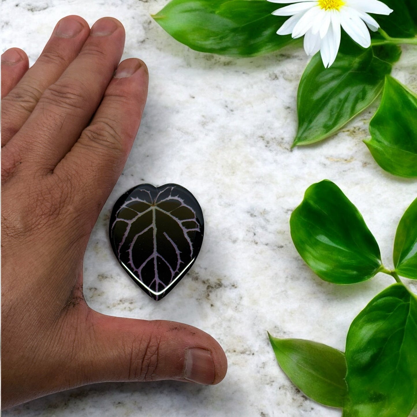 Anthurium Carlablackiae Acrylic Fridge Magnets