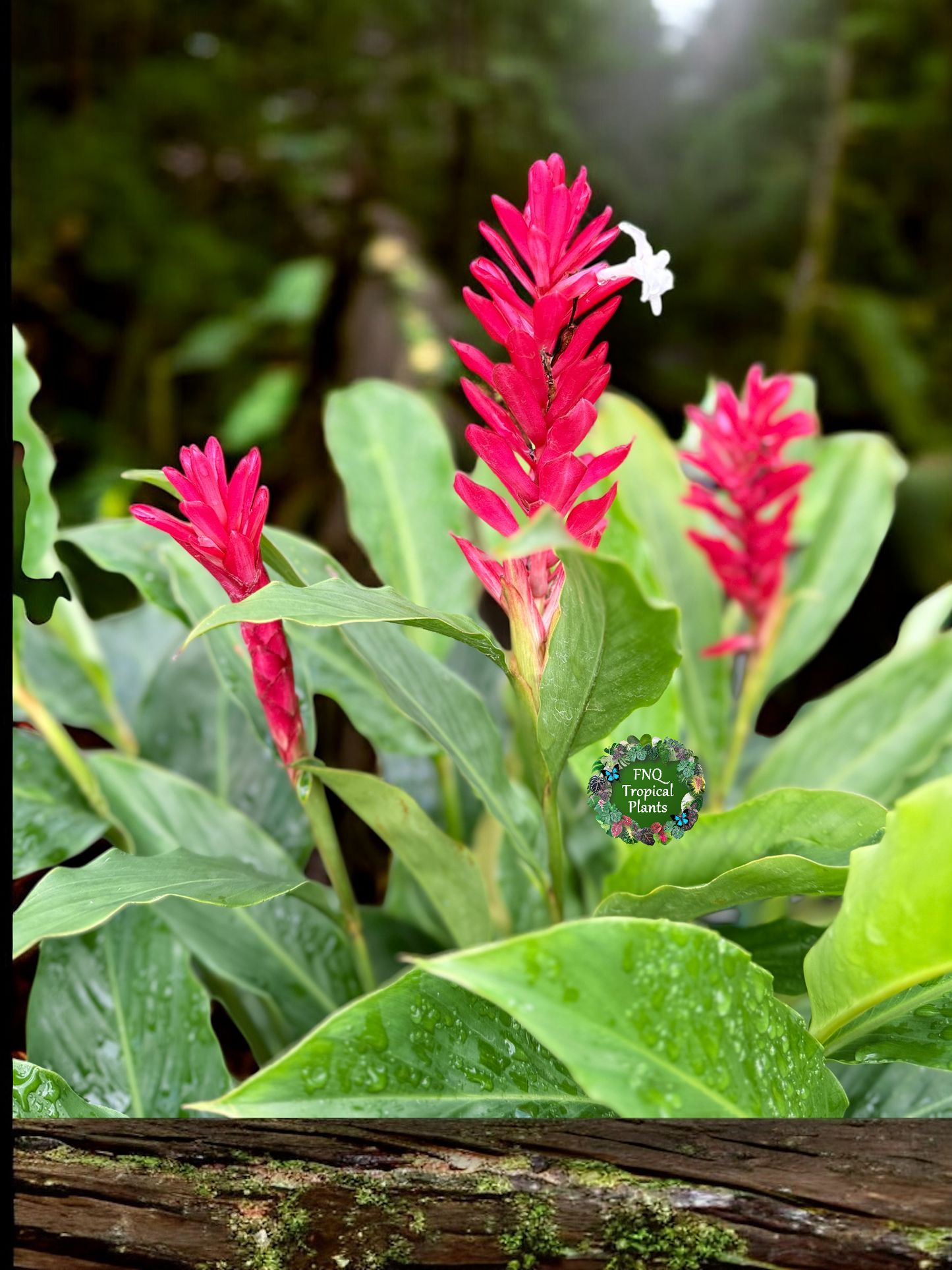 Pupurata Red Ginger Z59