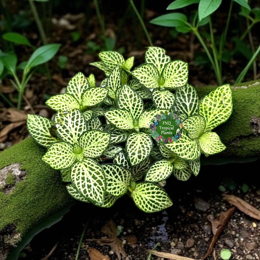 Fittonia albivenis Rosy Cloud White Star - Best Pick of the Crop