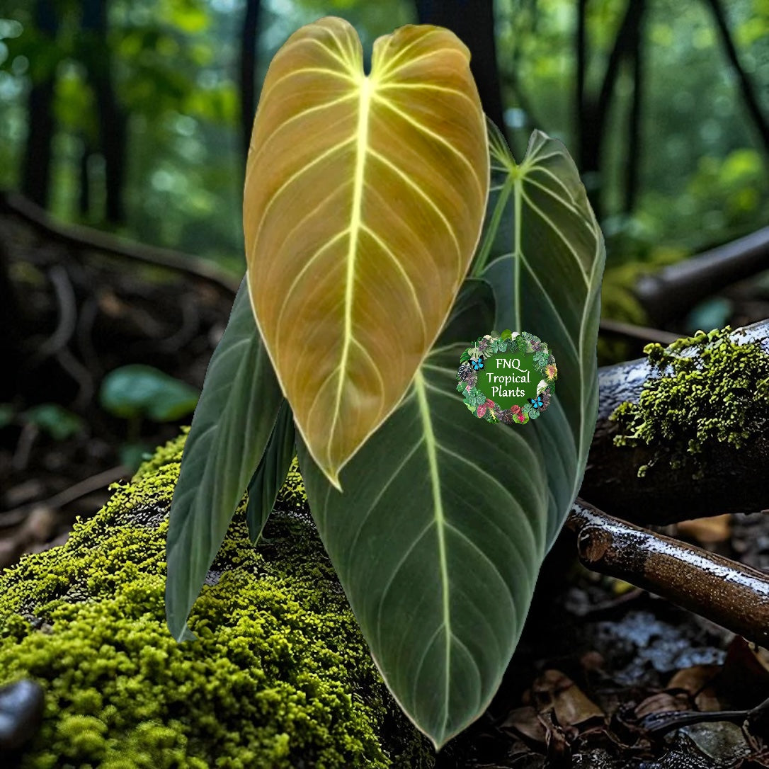 Philodendron 'Melanochrysum' - Best Pick of the Crop!