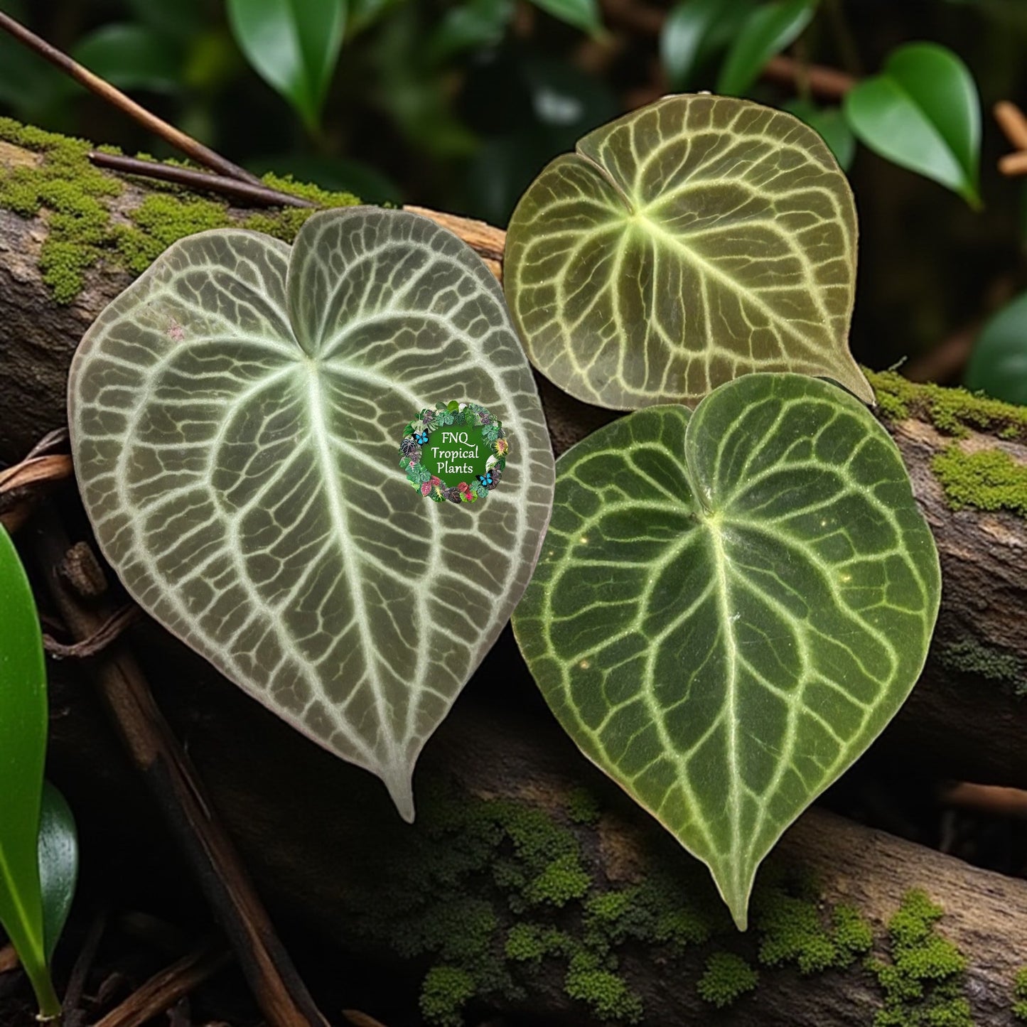 Anthurium clarinervium 'King' - Rarely Offered B34