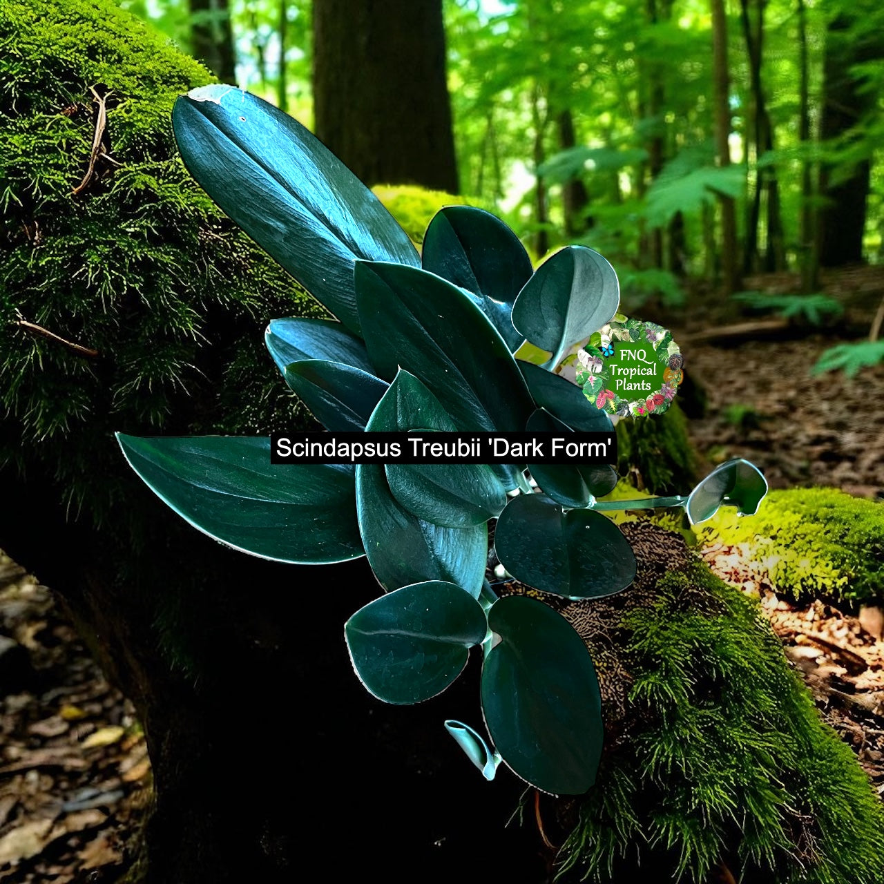 Scindapsus Treubii Dark Form - Best Pick of the Crop!