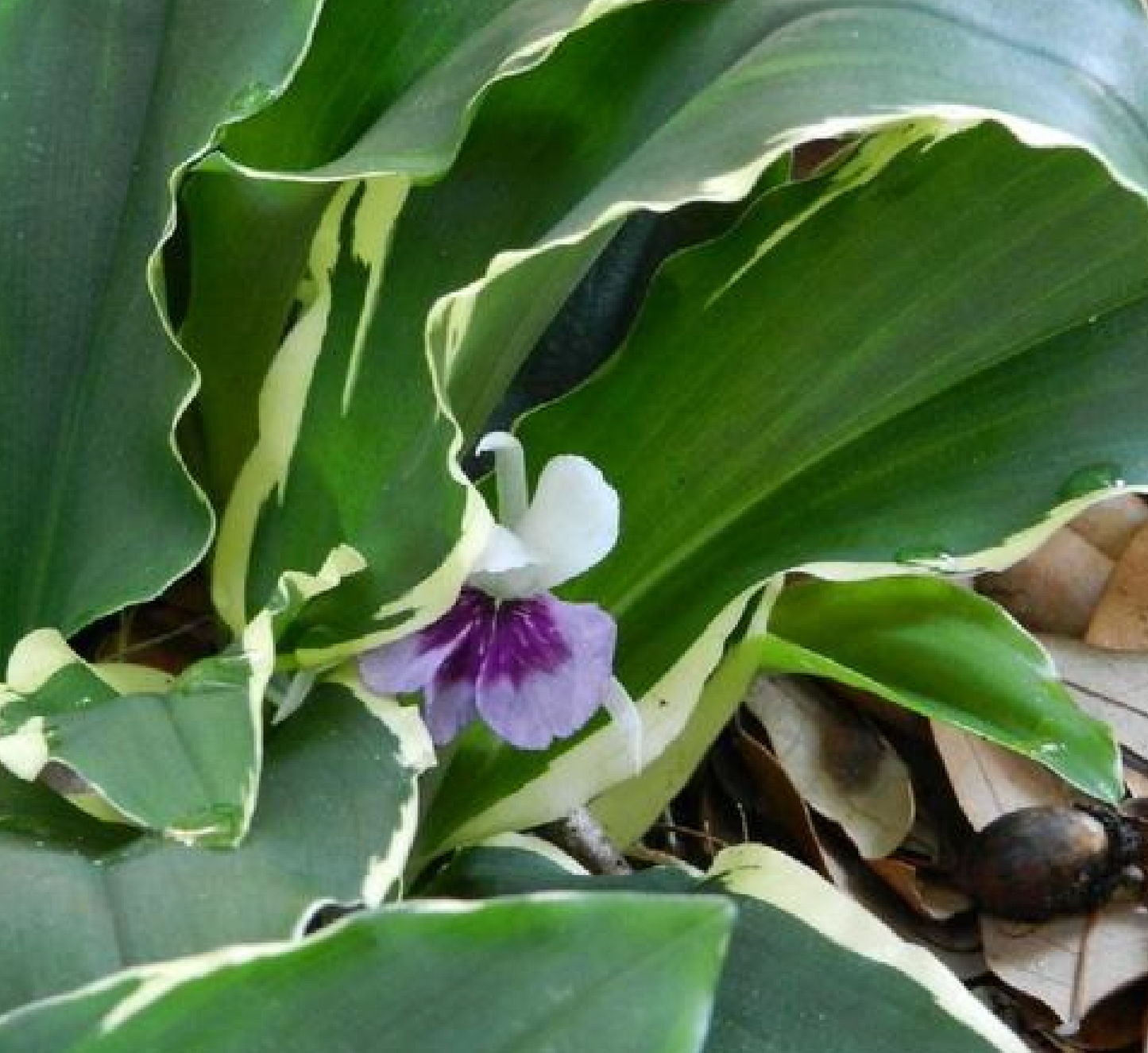 Kaempferia gilbertii Variegated Peacock Ginger Q38