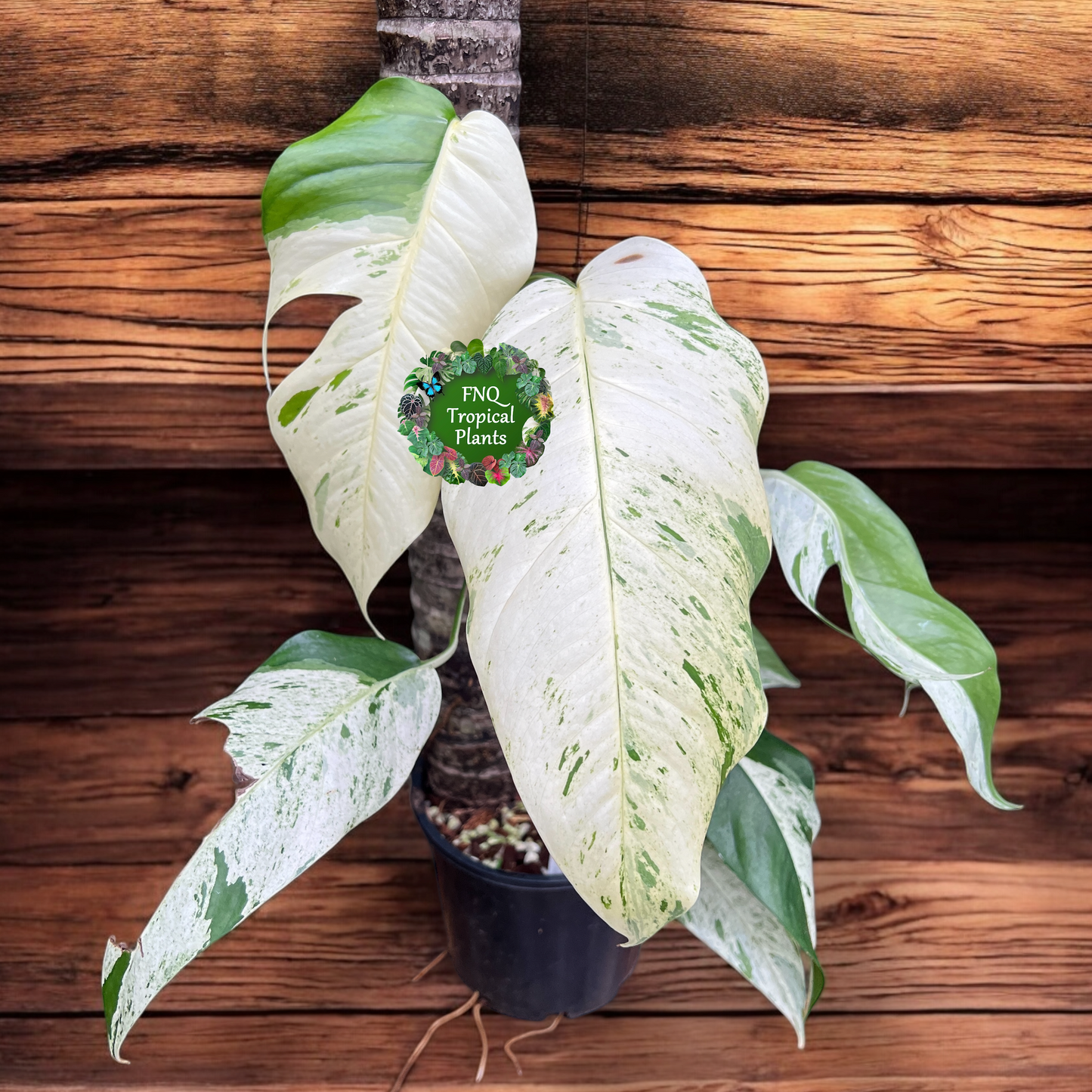 Epipremnum Pinnatum Marble Q59