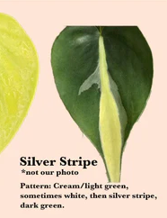 Philodendron Silver Stripe R11
