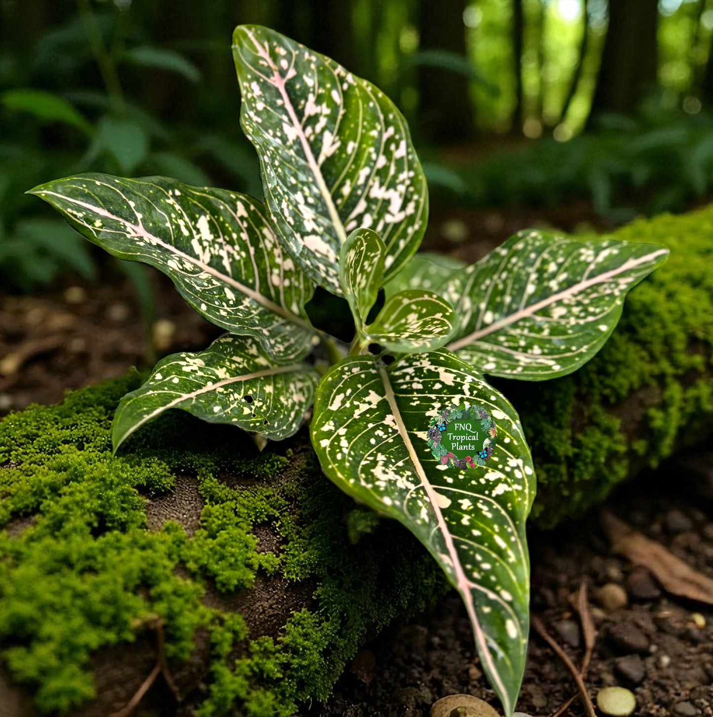 Aglaonema 'Tom's Pride' - Best Pick of the Crop!