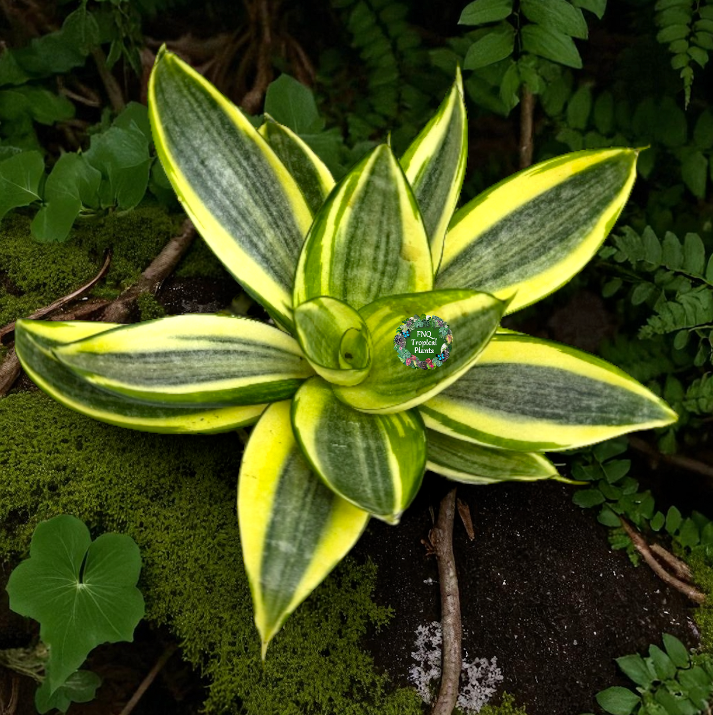 Sansevieria Golden Hahnii - Best Pick of the Crop!