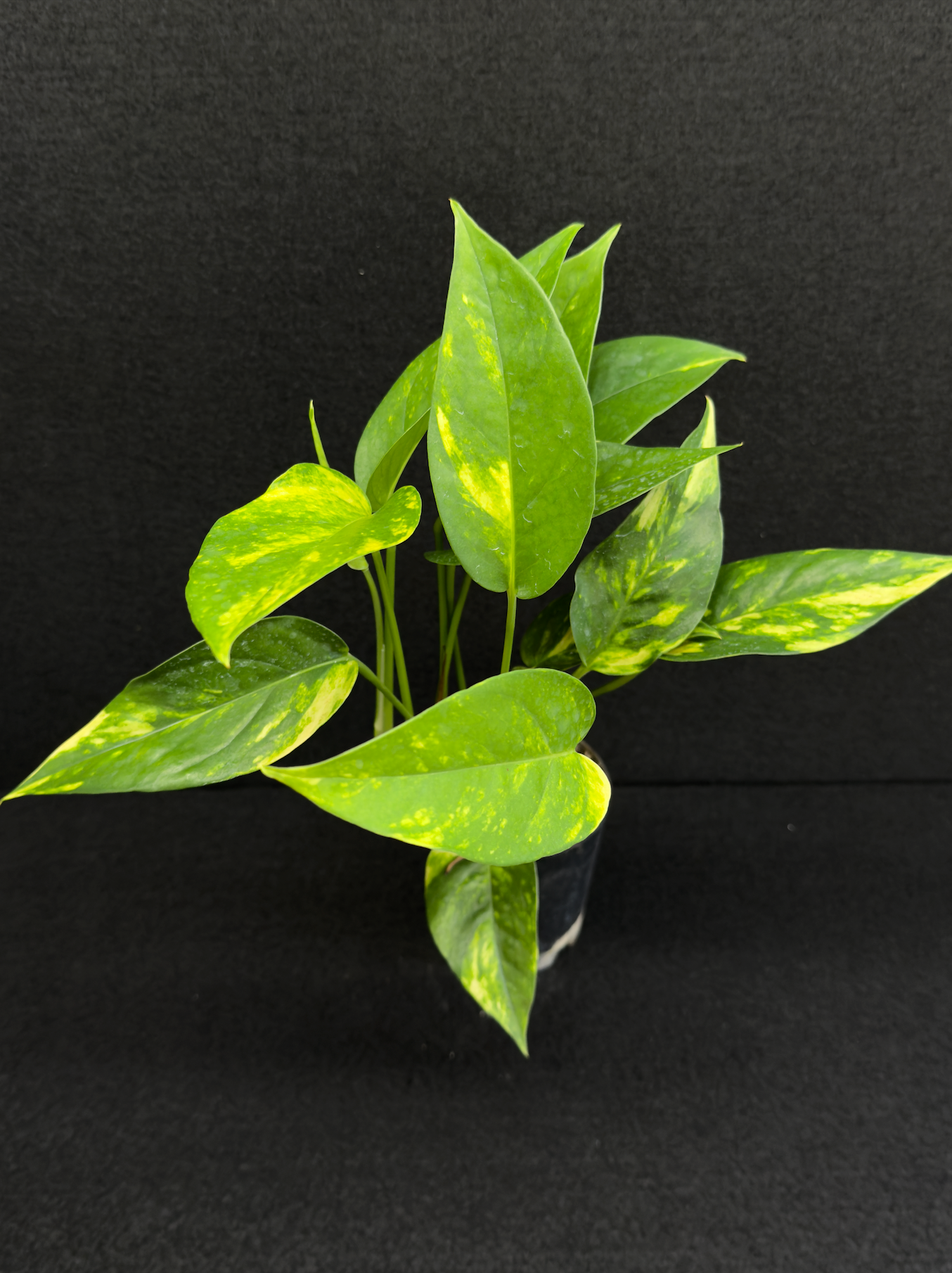 Epipremnum pinnatum Yellow Flame (Double Planted) - Best Pick of the Crop!