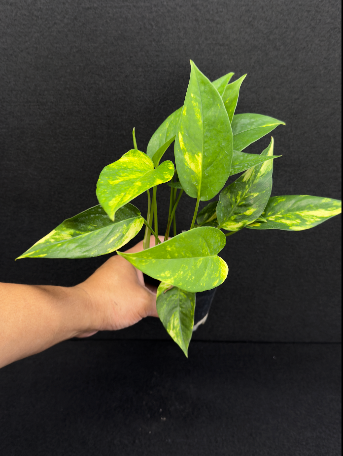 Epipremnum pinnatum Yellow Flame (Double Planted) - Best Pick of the Crop!