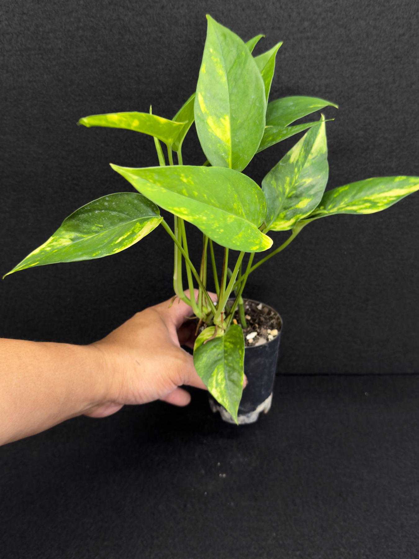 Epipremnum pinnatum Yellow Flame (Double Planted) - Best Pick of the Crop!