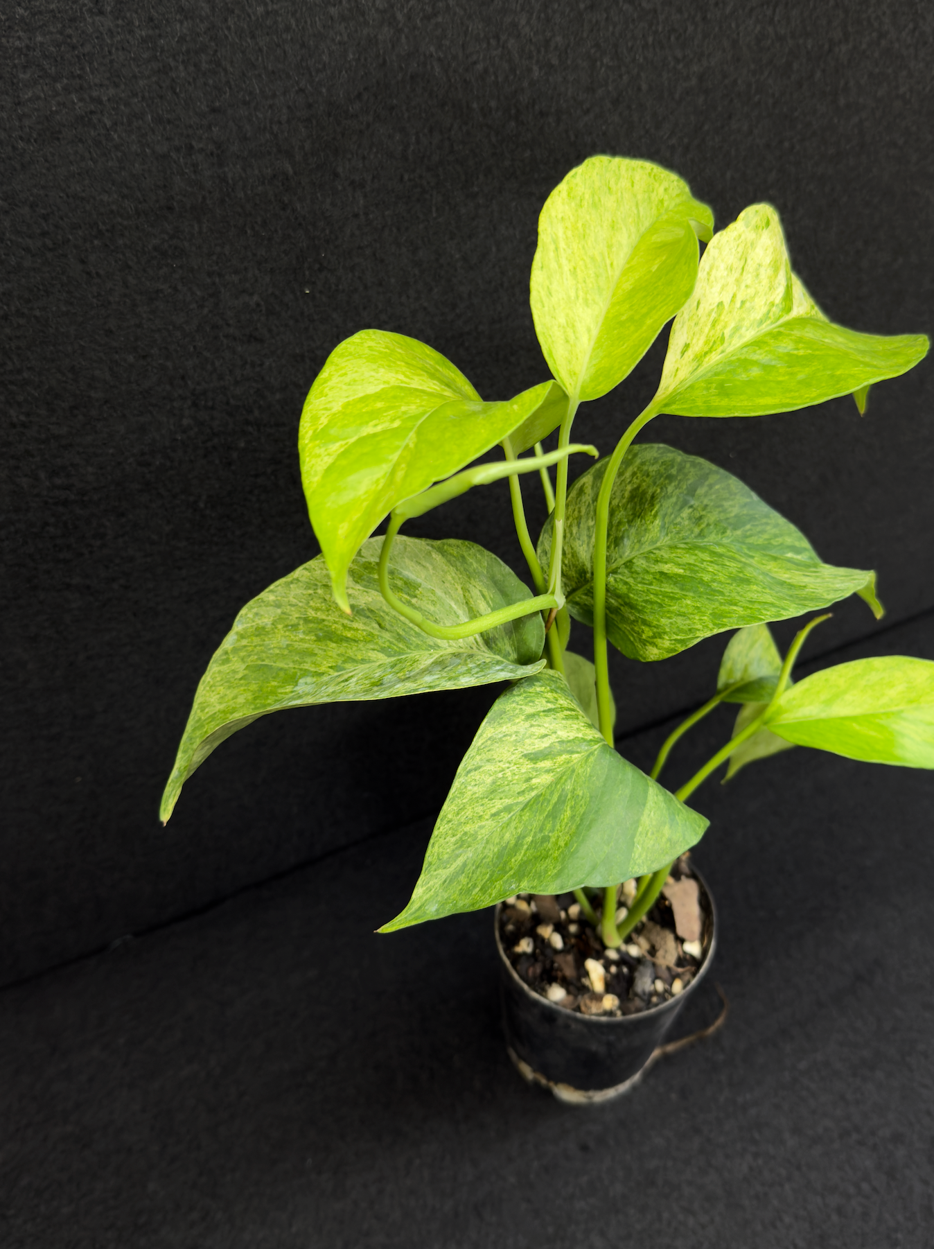 Epipremnum pinnatum 'Mint' Variegata - Best Pick of the Crop!
