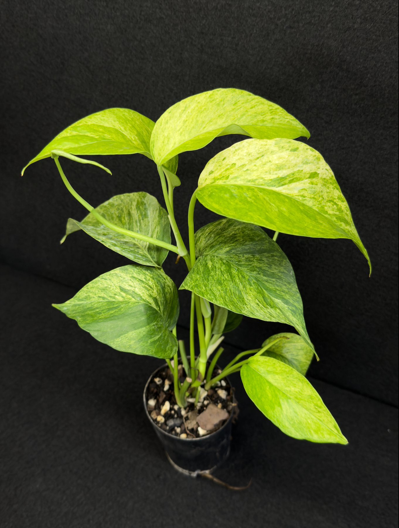 Epipremnum pinnatum 'Mint' Variegata - Best Pick of the Crop!