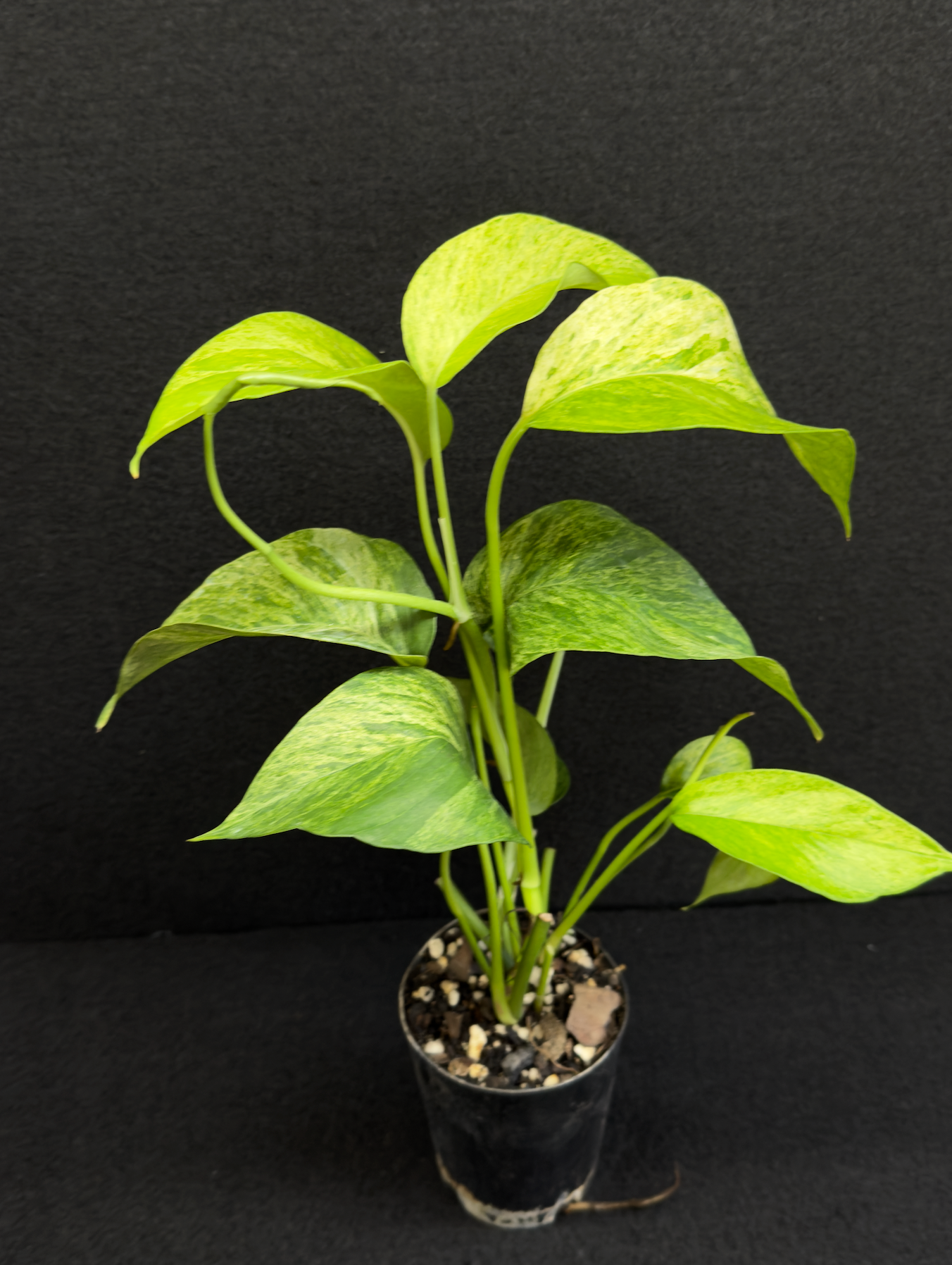 Epipremnum pinnatum 'Mint' Variegata - Best Pick of the Crop!