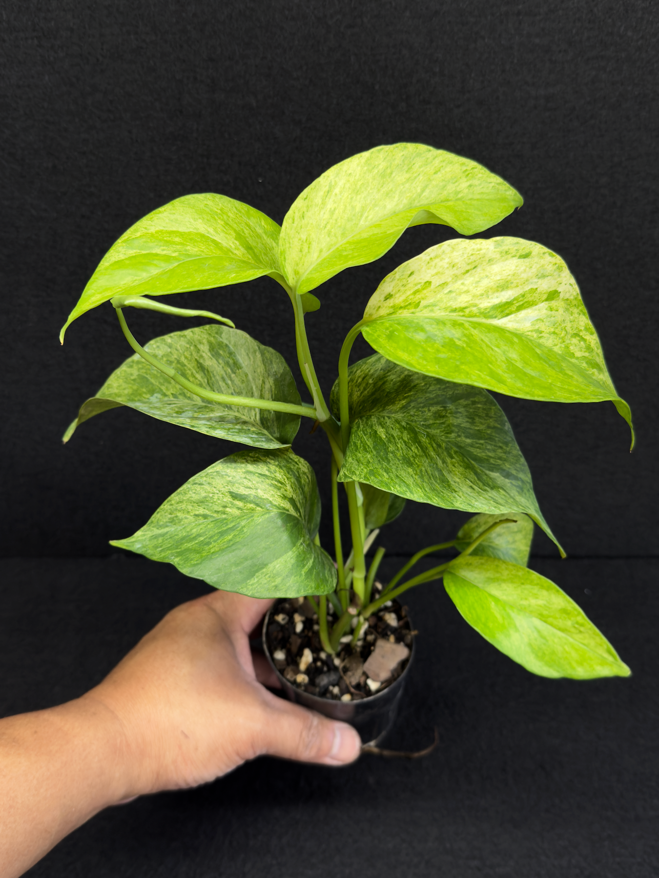 Epipremnum pinnatum 'Mint' Variegata - Best Pick of the Crop!
