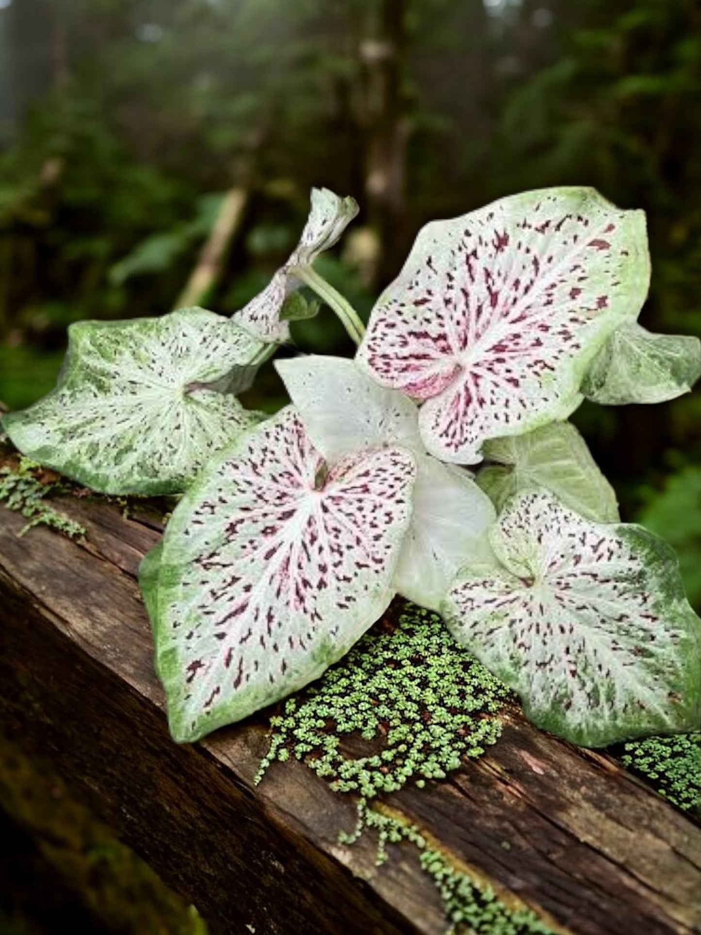 Caladium Thousand Stars - New Release Y9