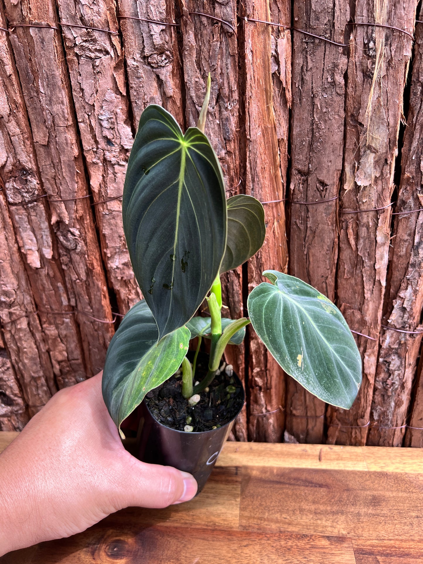 Philodendron melanochrysum variegated C6