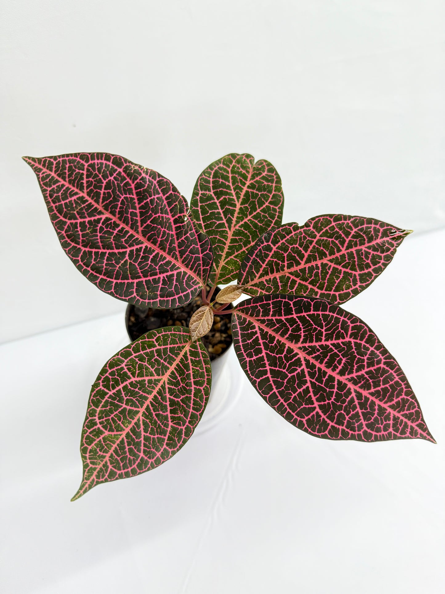 Prestonia quinquangularis 'Dogbane' - Best Plant in Stock.