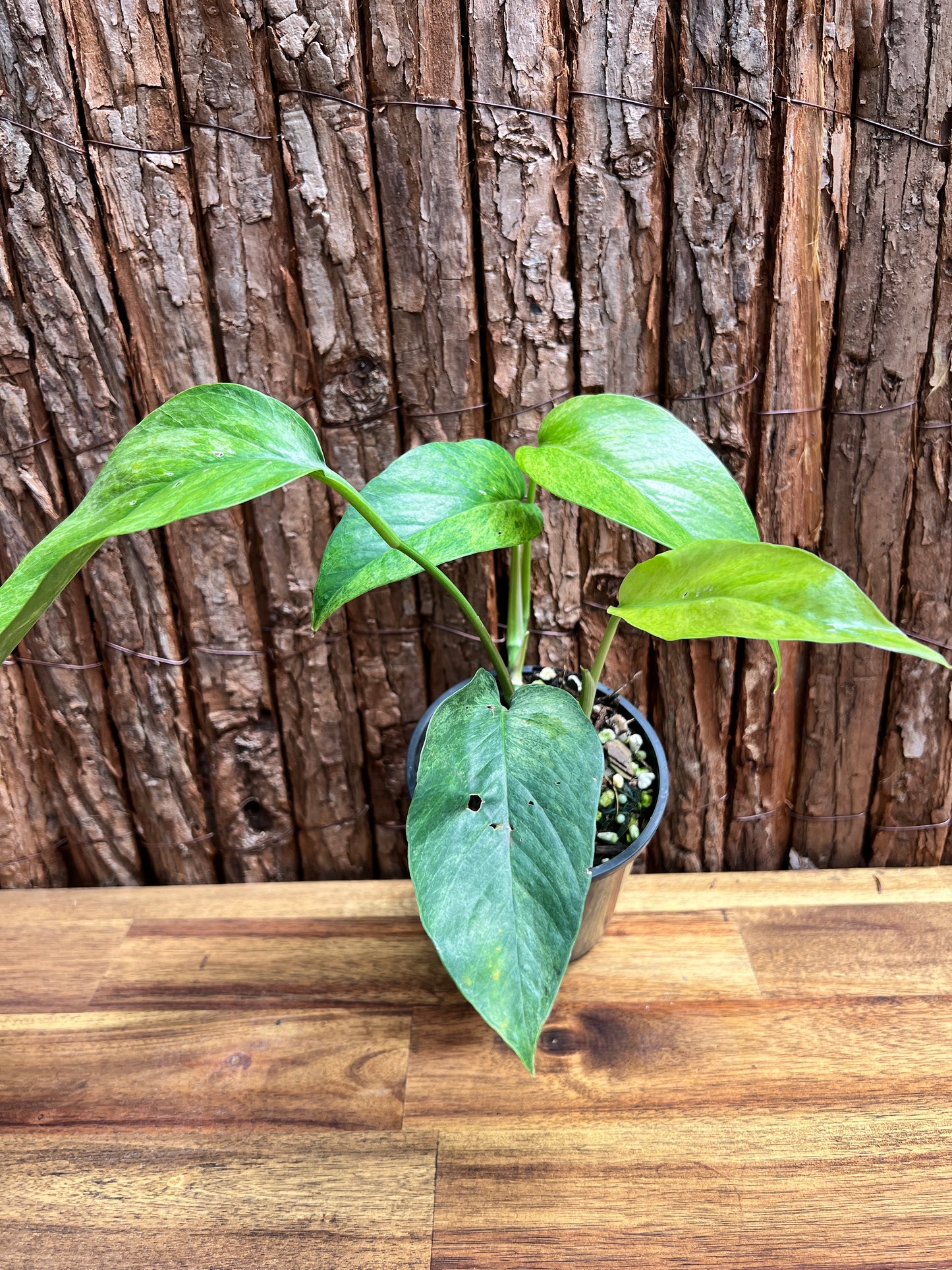 Epipremnum pinnatum 'Mint' Variegata B295