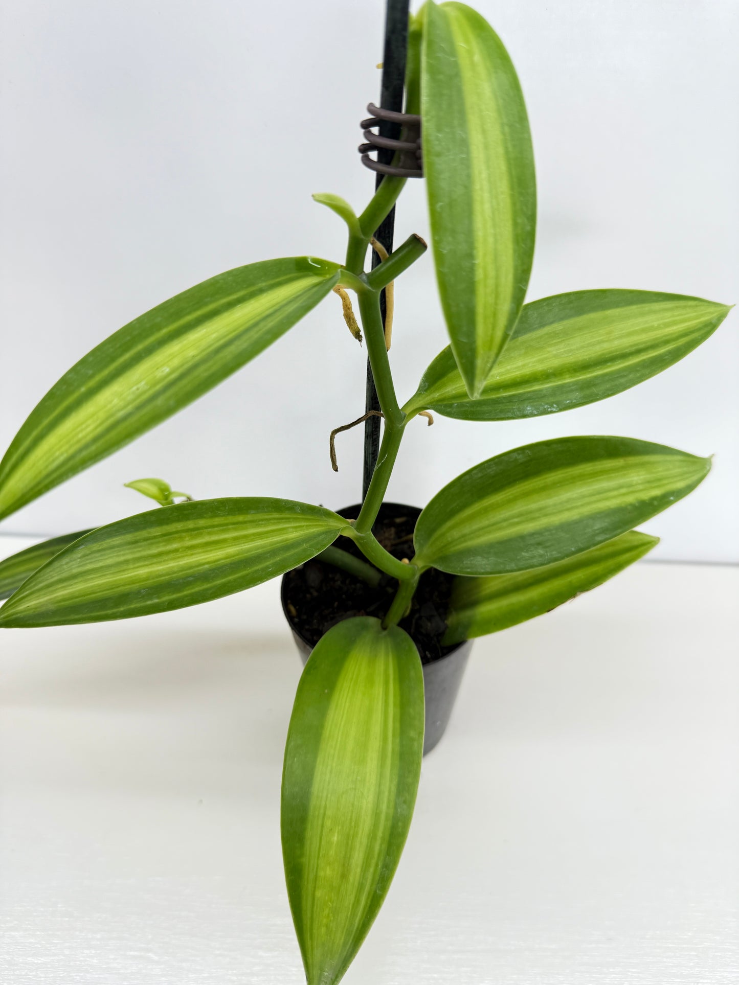 Vanilla planifolia variegata - Best Pick of the Crop!