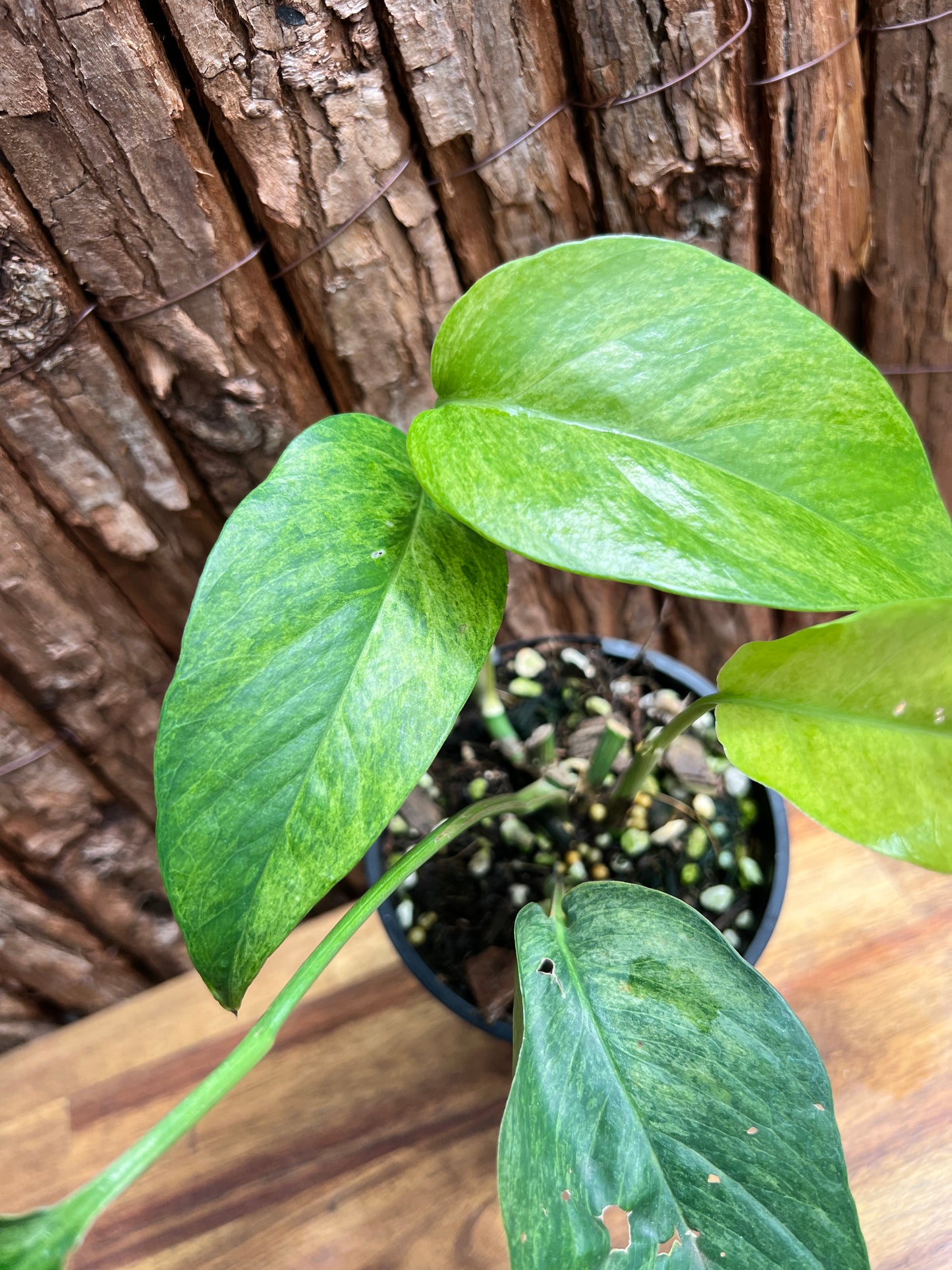 Epipremnum pinnatum 'Mint' Variegata B295