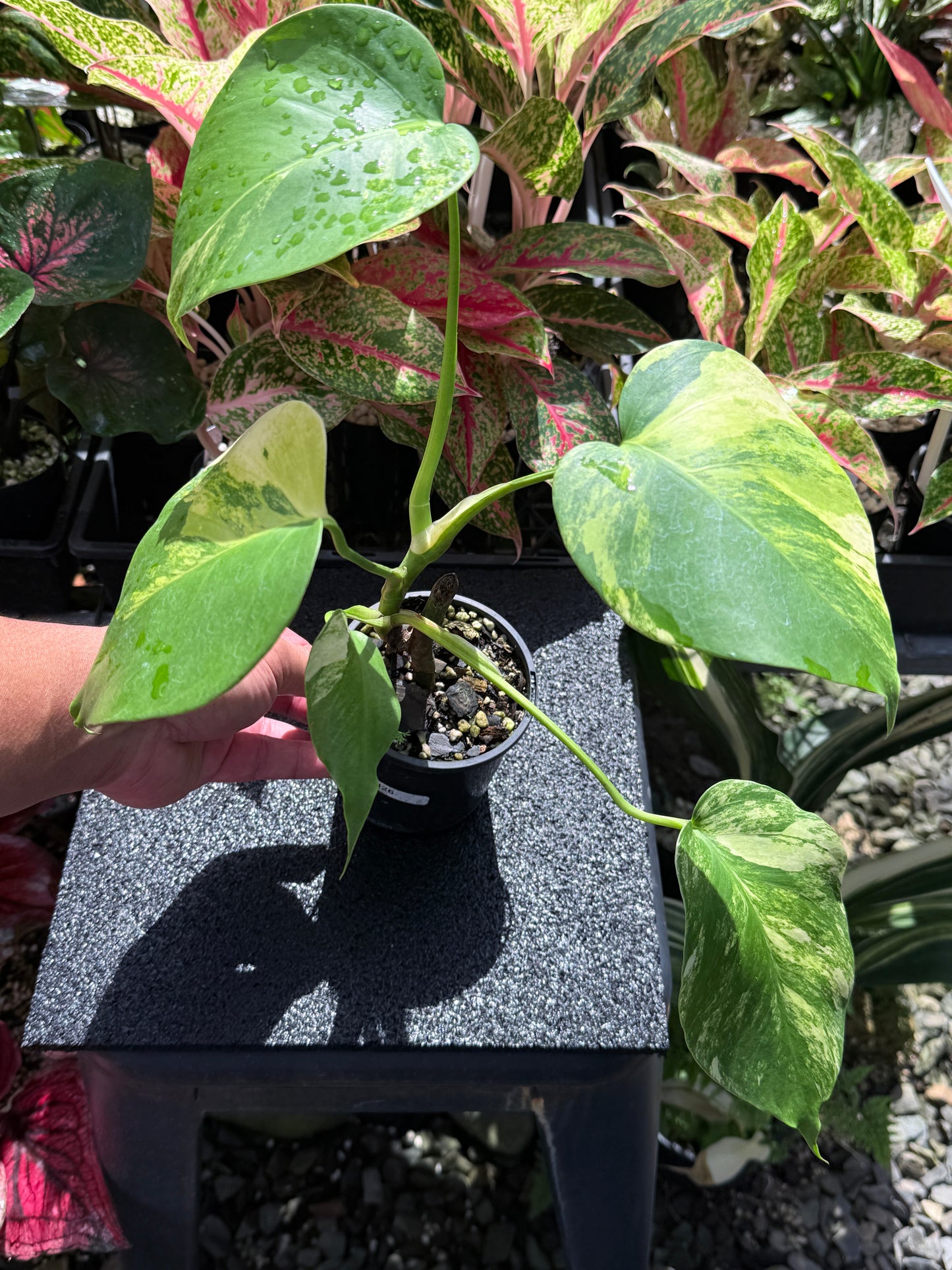Monstera borsigiana 'Aurea’ H26