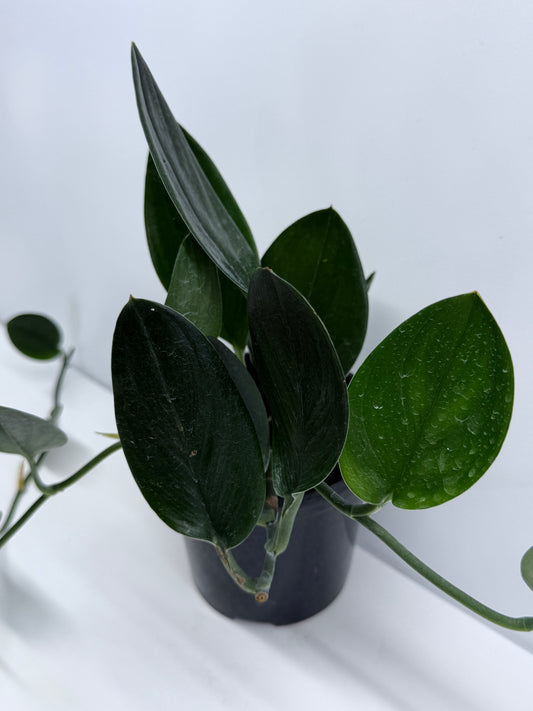 Scindapsus Treubii Dark Form K73