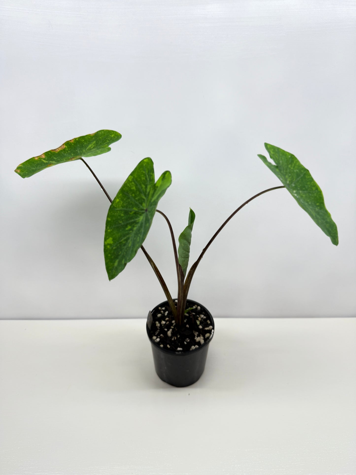 Colocasia Lemon Lime Gecko - Best Pick of the Crop!