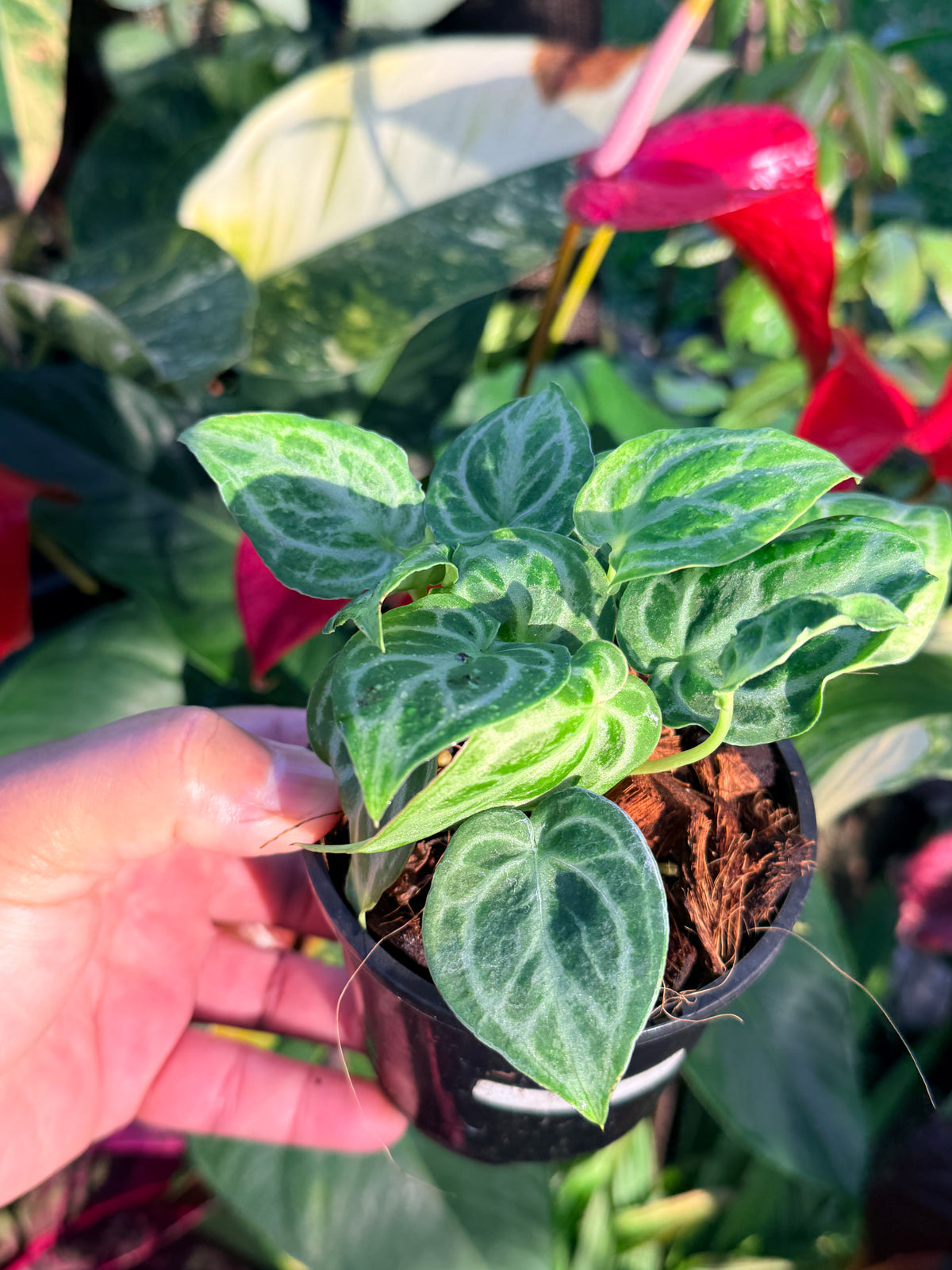 Anthurium crystallinum 'Dorayaki Miniature' O8