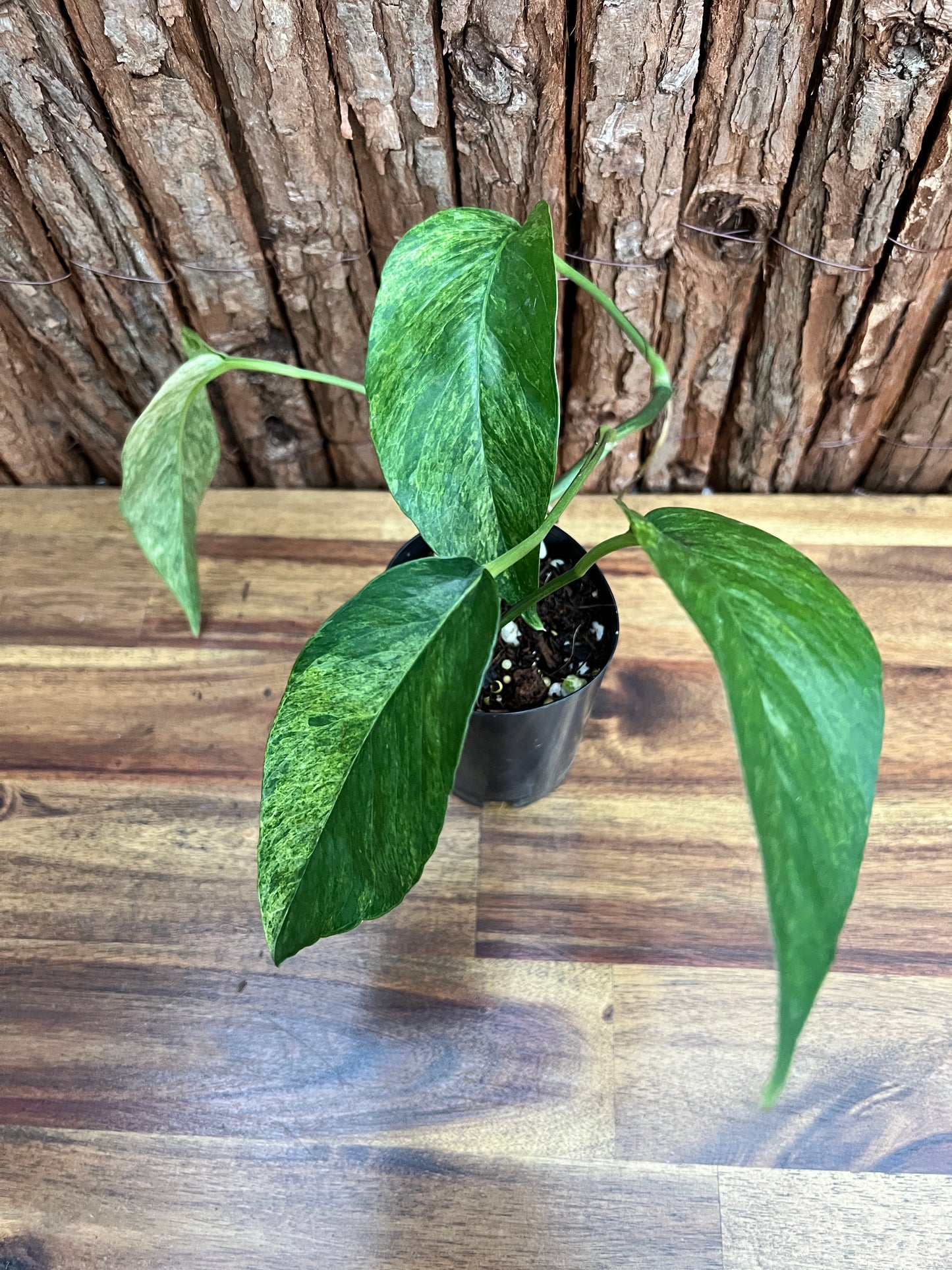 Epipremnum pinnatum 'Mint' Variegata A29