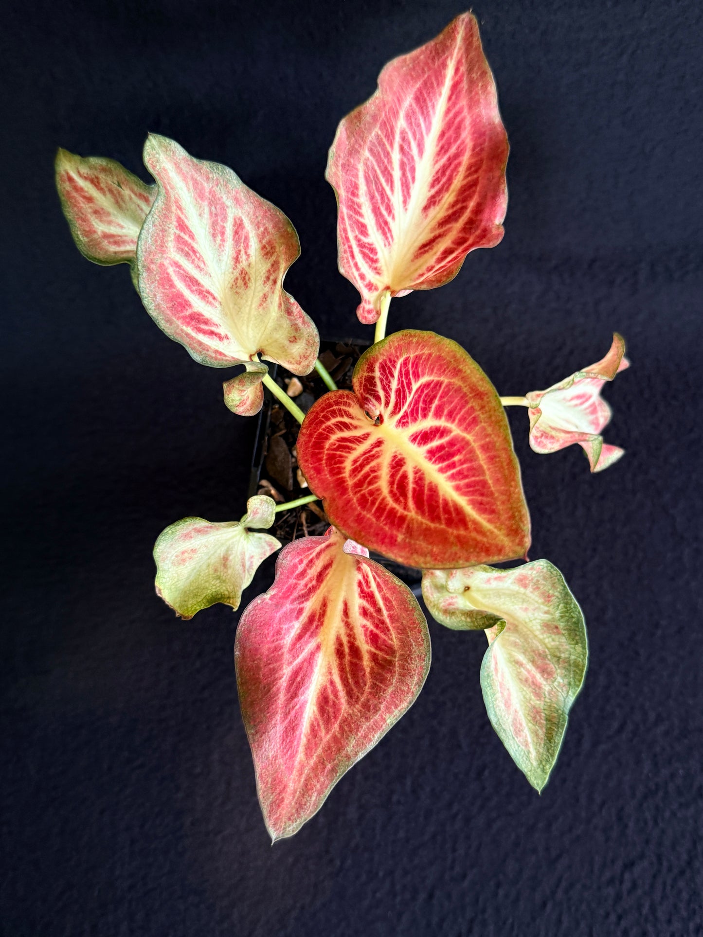 Caladium Hybrid G67
