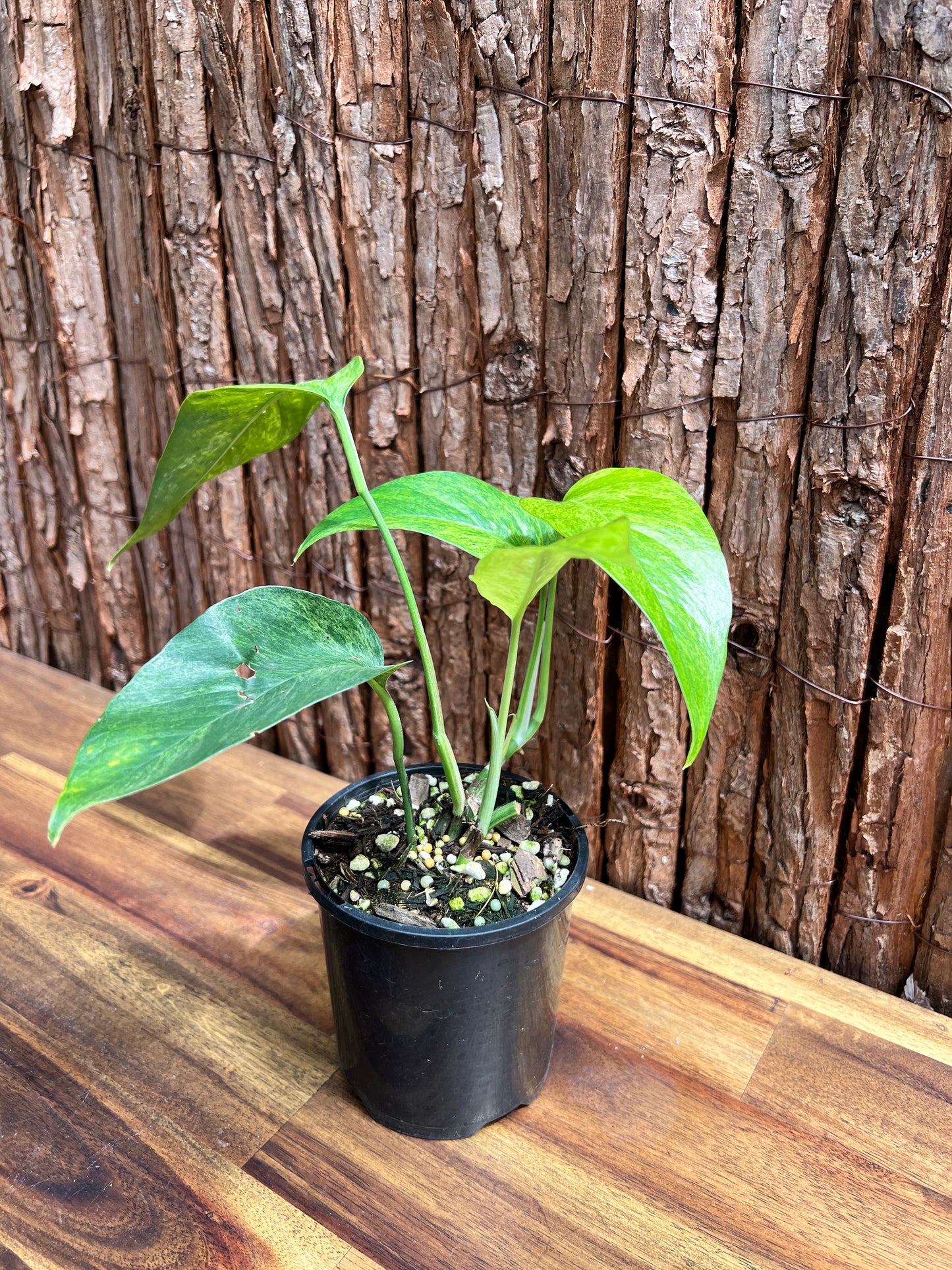 Epipremnum pinnatum 'Mint' Variegata B295