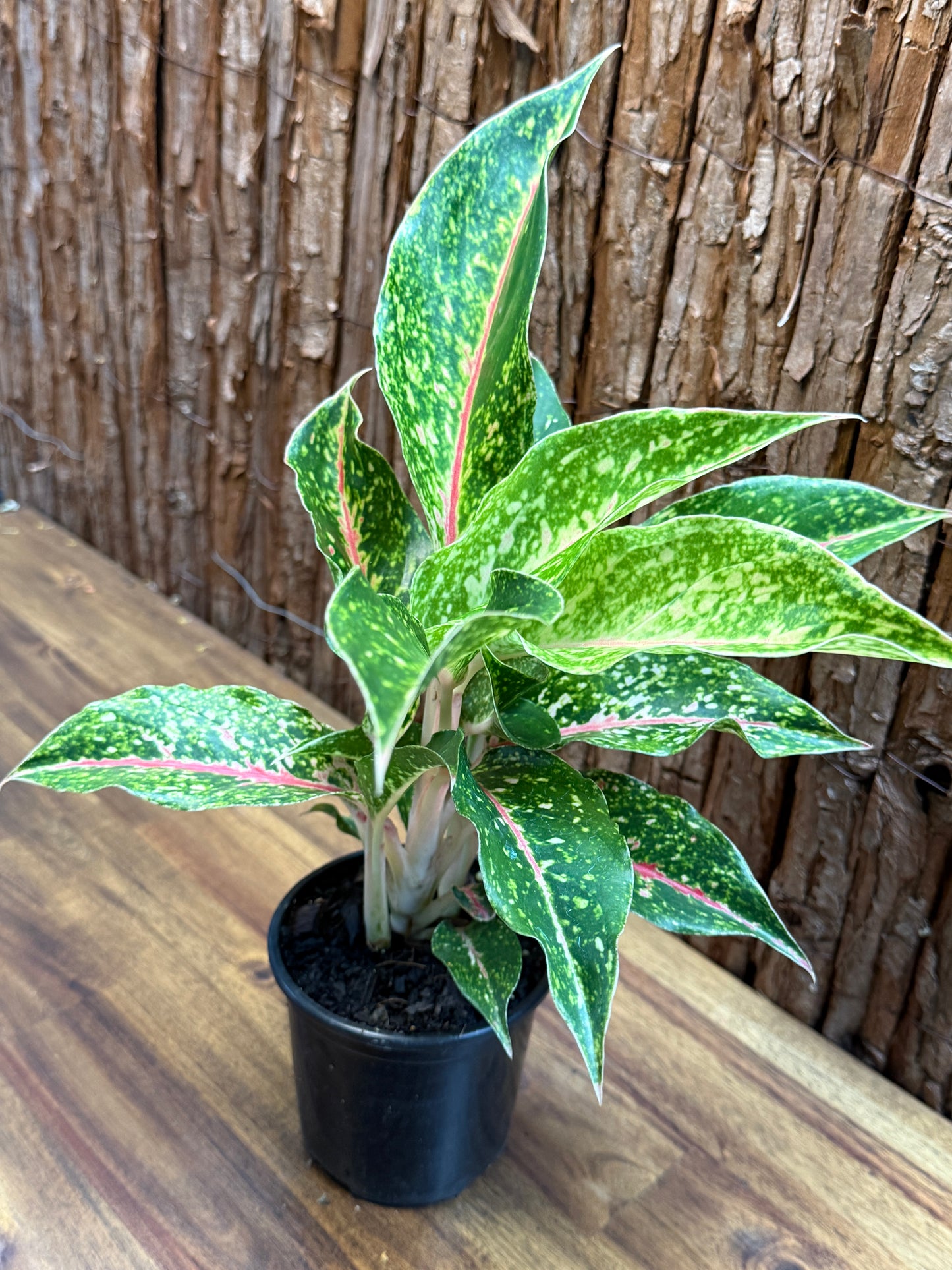 Aglaonema Night Sparkle