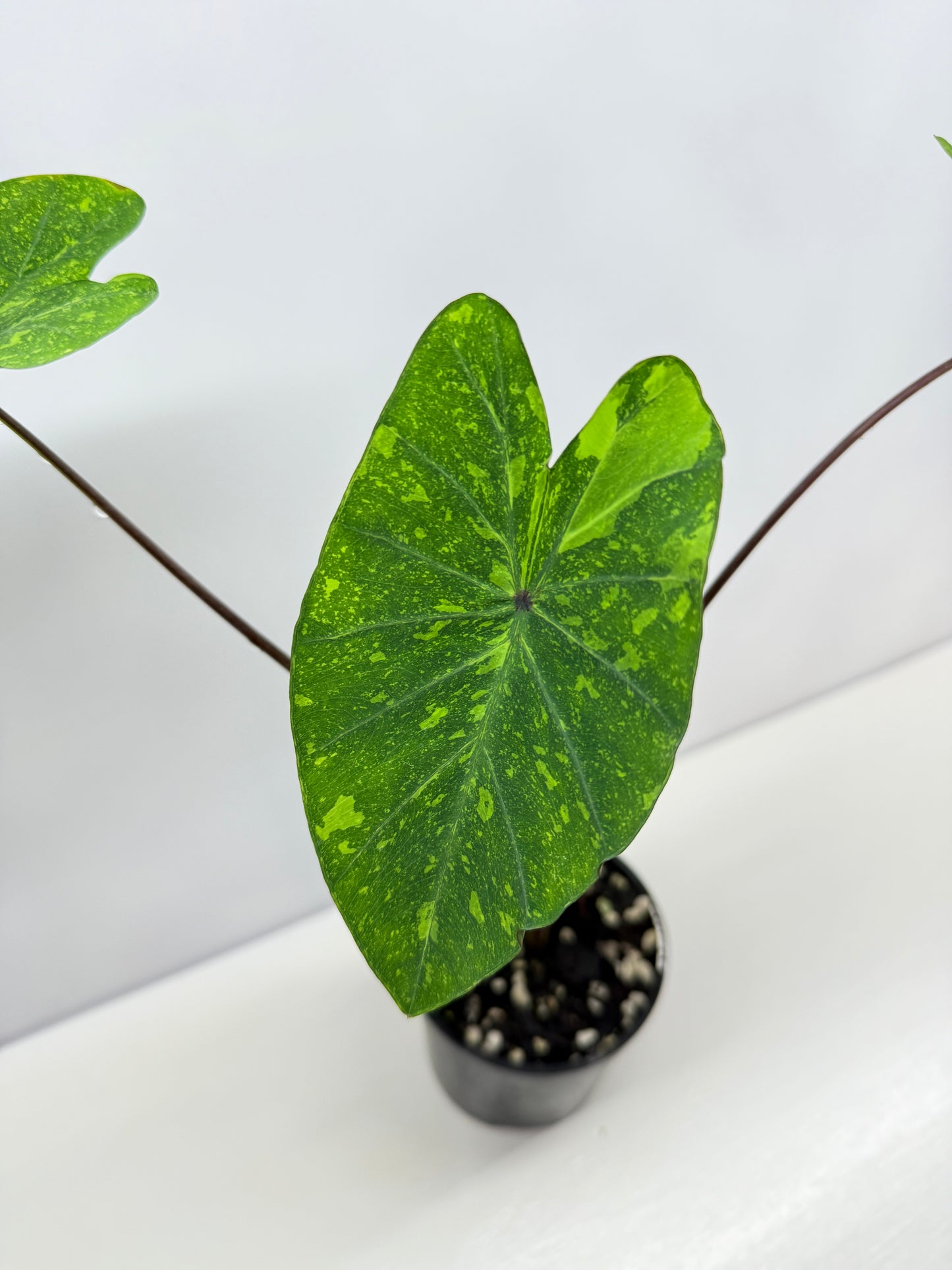 Colocasia Lemon Lime Gecko - Best Pick of the Crop!