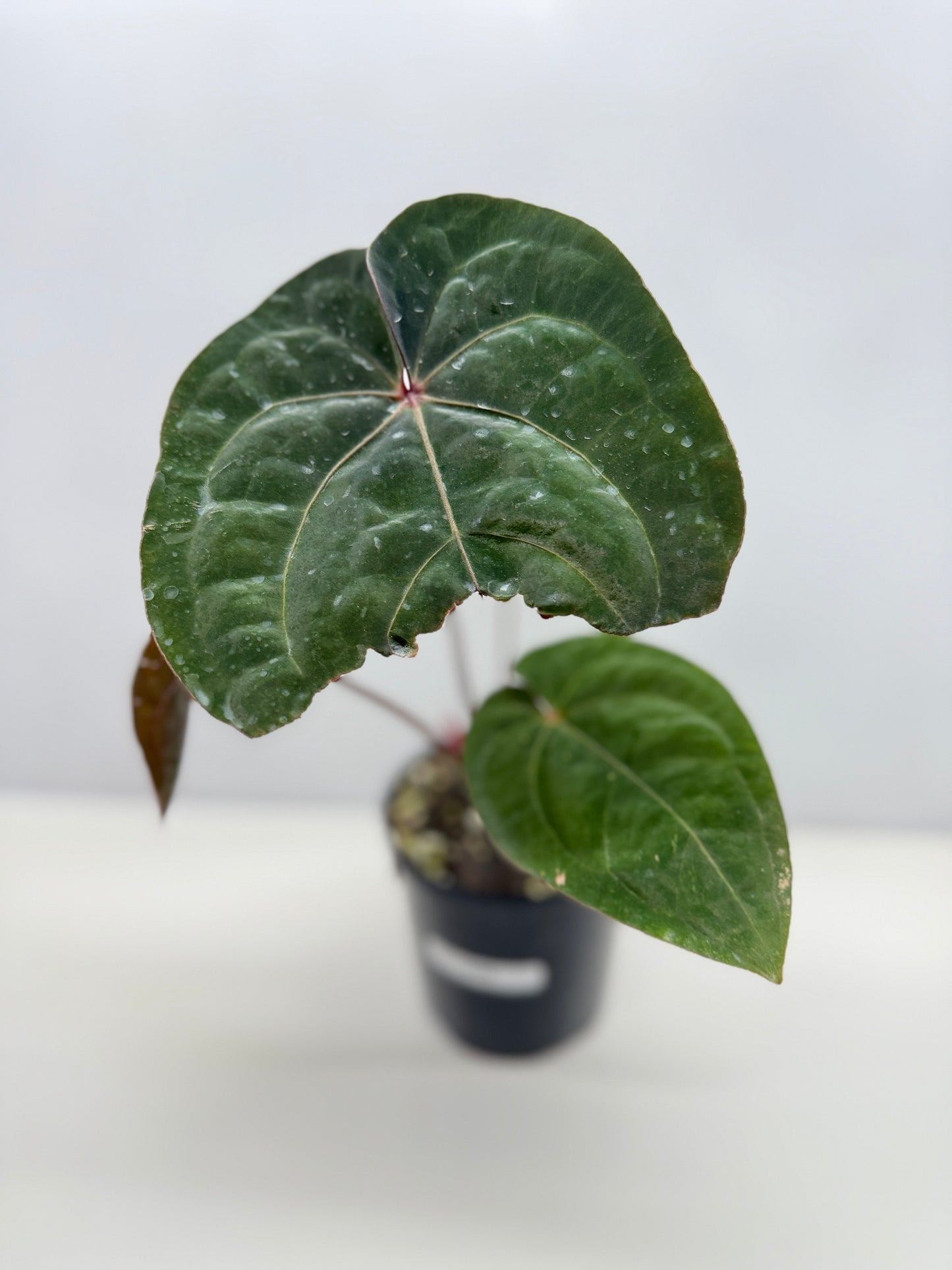 Anthurium hoffmannii Red Sinus aka Blood Moon - Rarely Offered V16