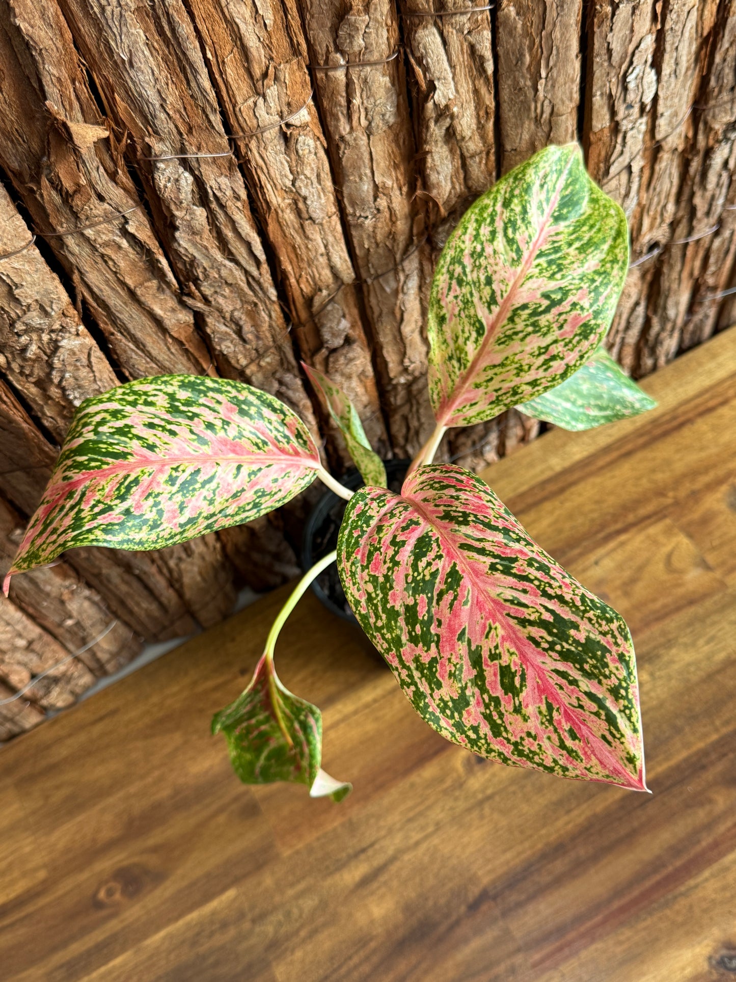 Aglaonema Sparkling Sarah