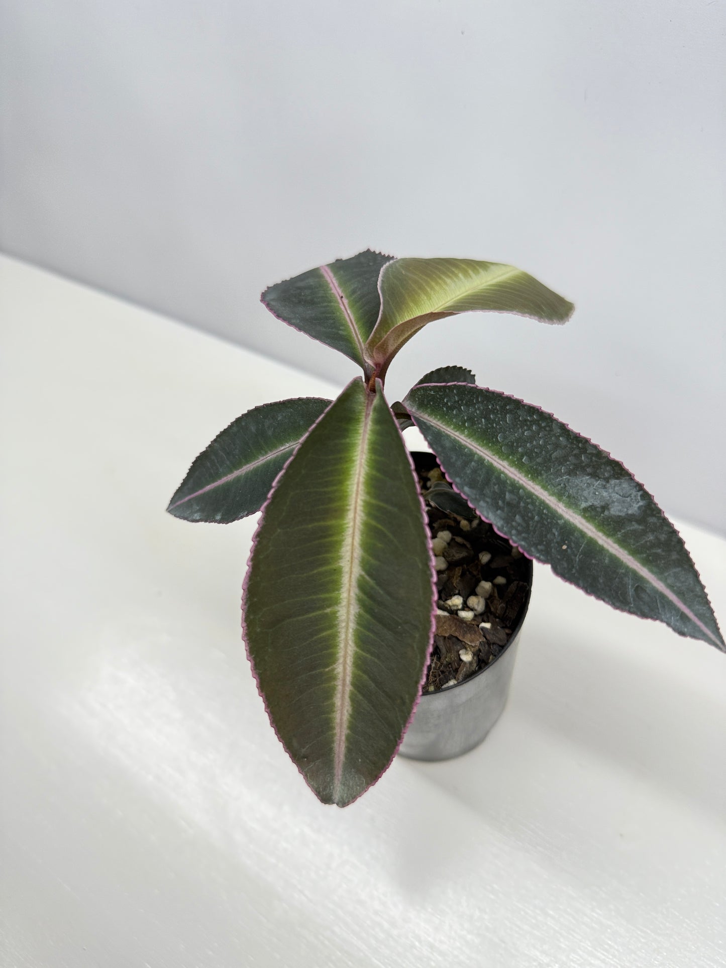 Labisia Pumila Pink Sumatra - Best Pick of the Crop!