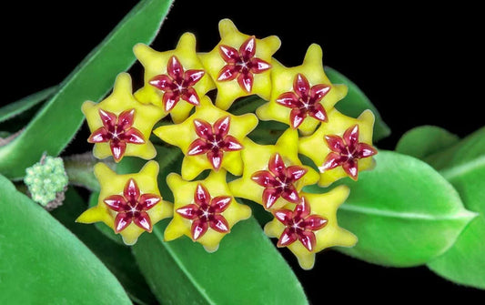 Hoya Cumingana C32