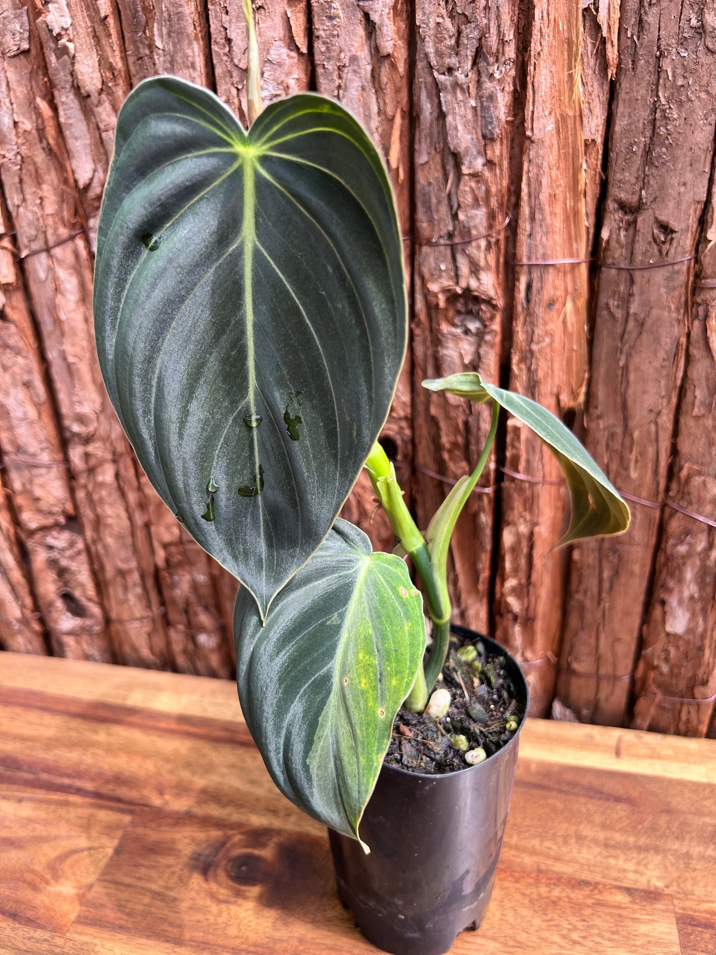 Philodendron melanochrysum variegated C6