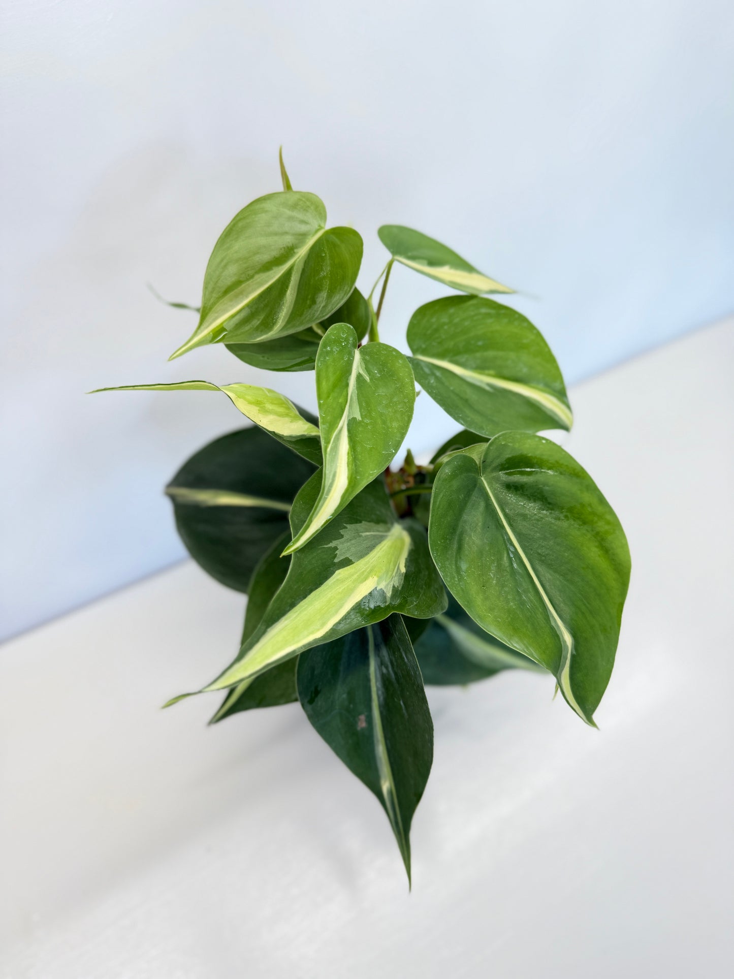 Philodendron hederaceum Silver Stripe - Best Pick of the Crop!