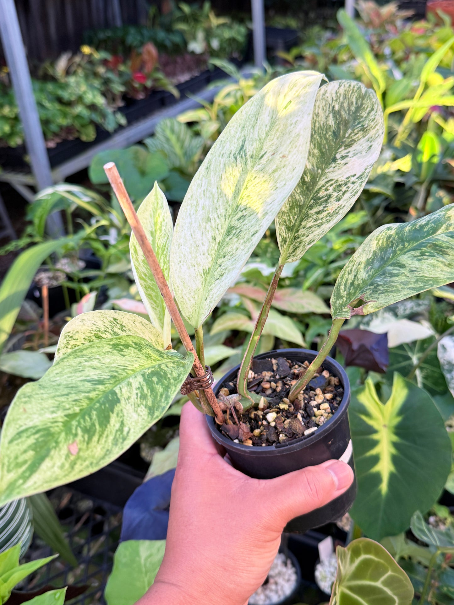 Rhaphidophora 'Elliptica' J59
