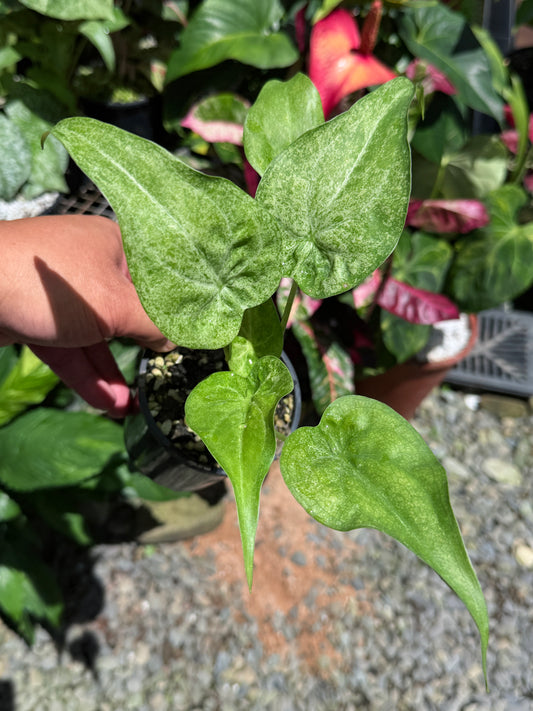 Alocasia Cucullata Mint Variegated (New Release) W15
