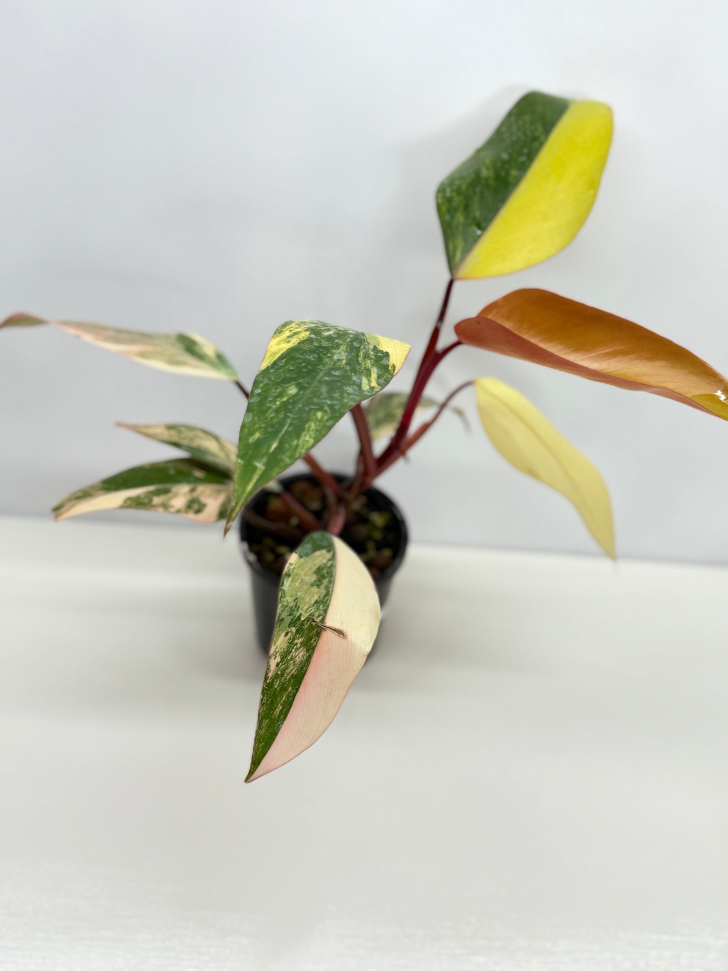 Philodendron Strawberry Shake - Highly Variegated NONTC. U61
