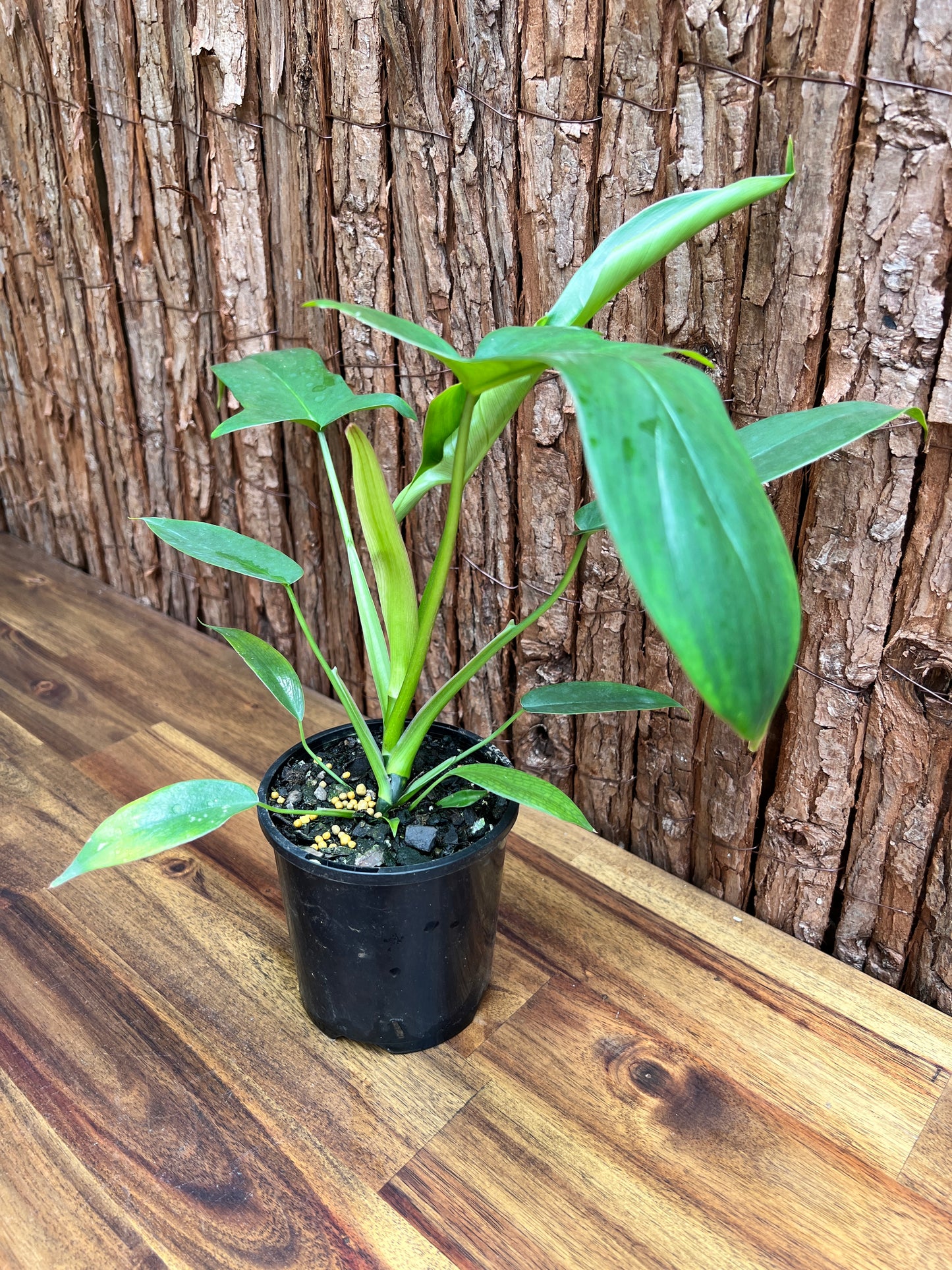 Philodendron Glad Hands - New Release C22